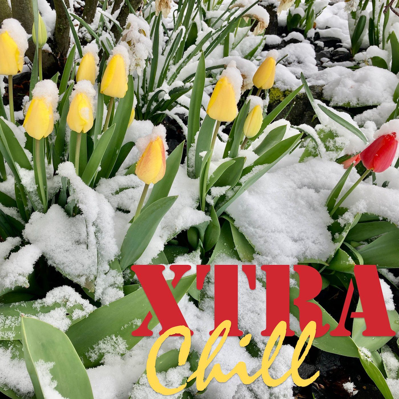 XtraChill 367