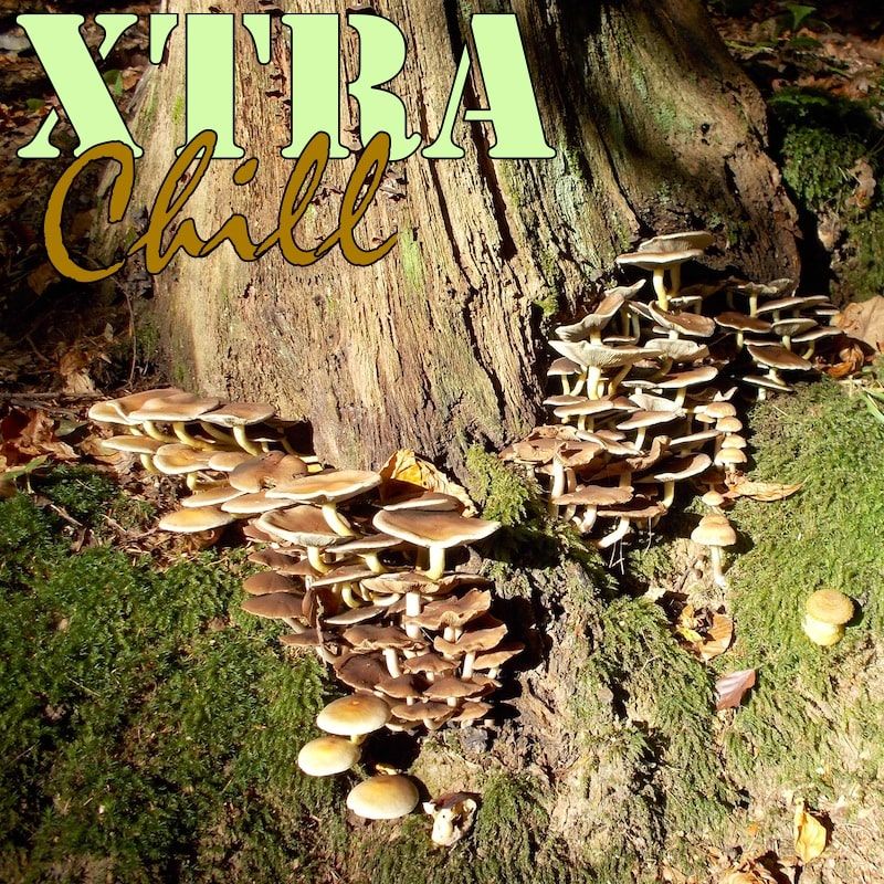 XtraChill 243