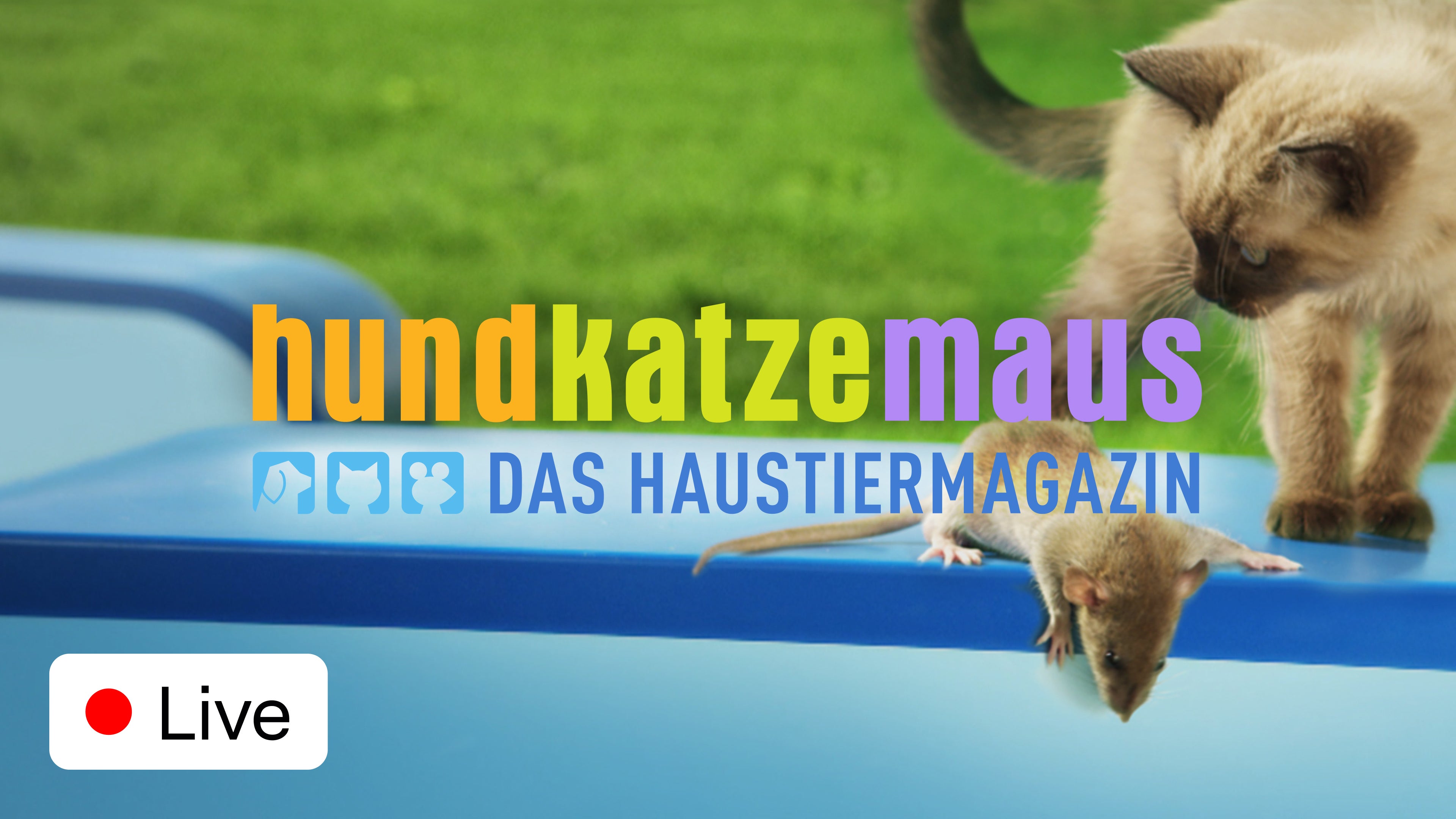 hundkatzemaus
