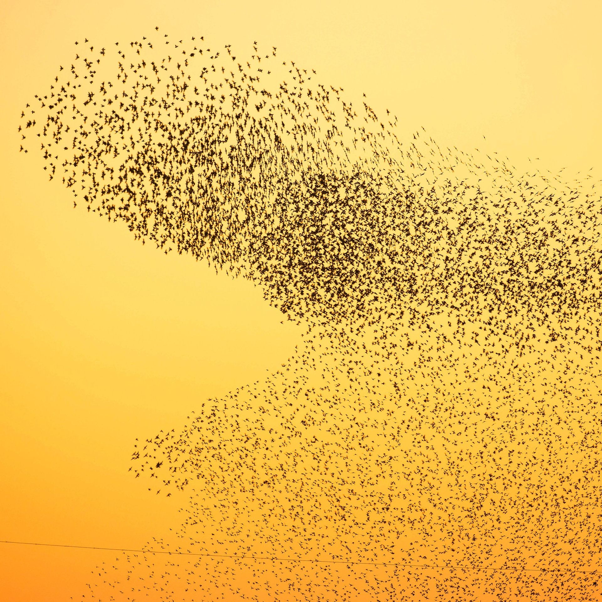 Vorteile des Vogel-Formationsfluges erstmals bewiesen