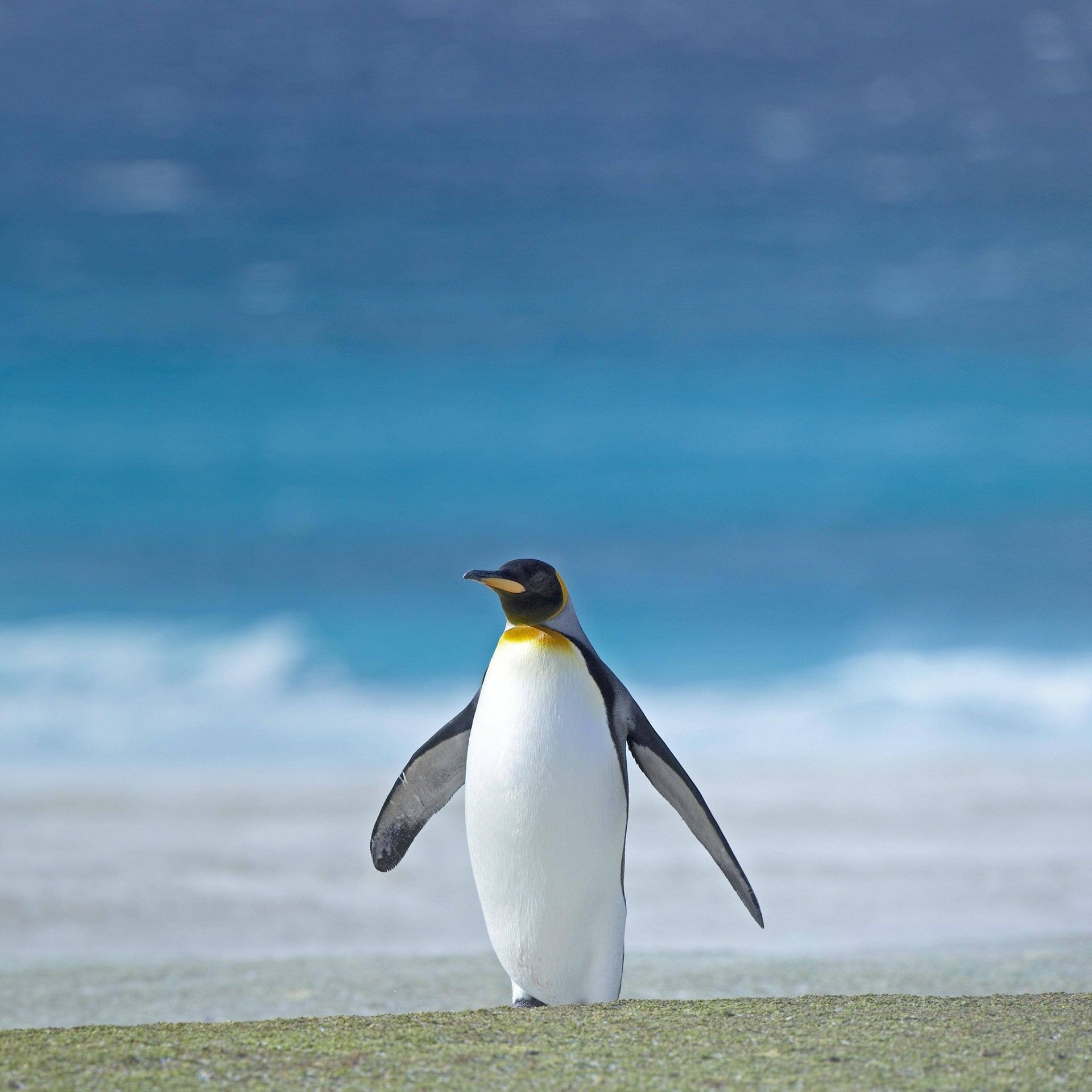 Von schwarzen Löchern, Haien und Pinguinen