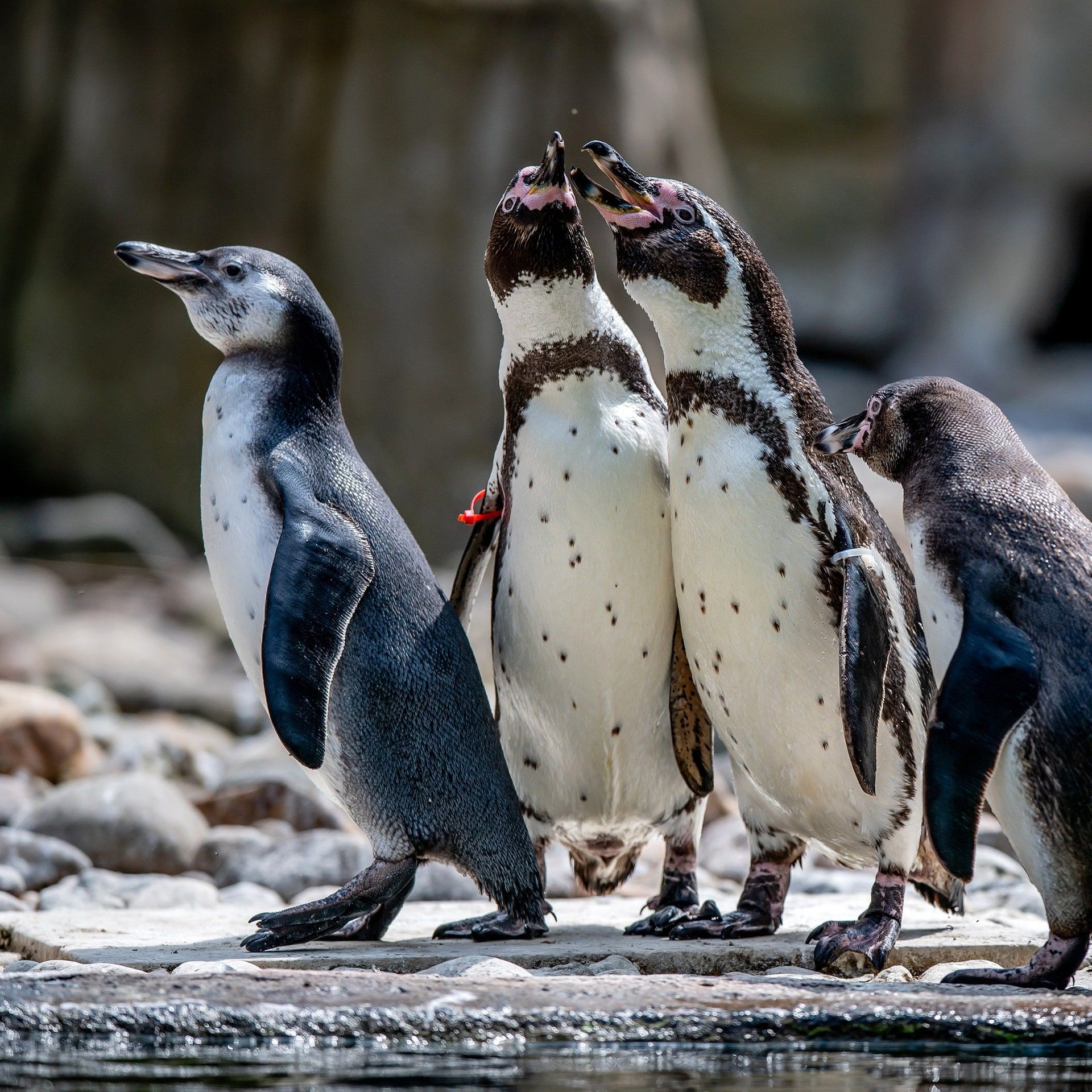 Plastik, Vogelgrippe, Klimawandel: Pinguine sind gefährdet