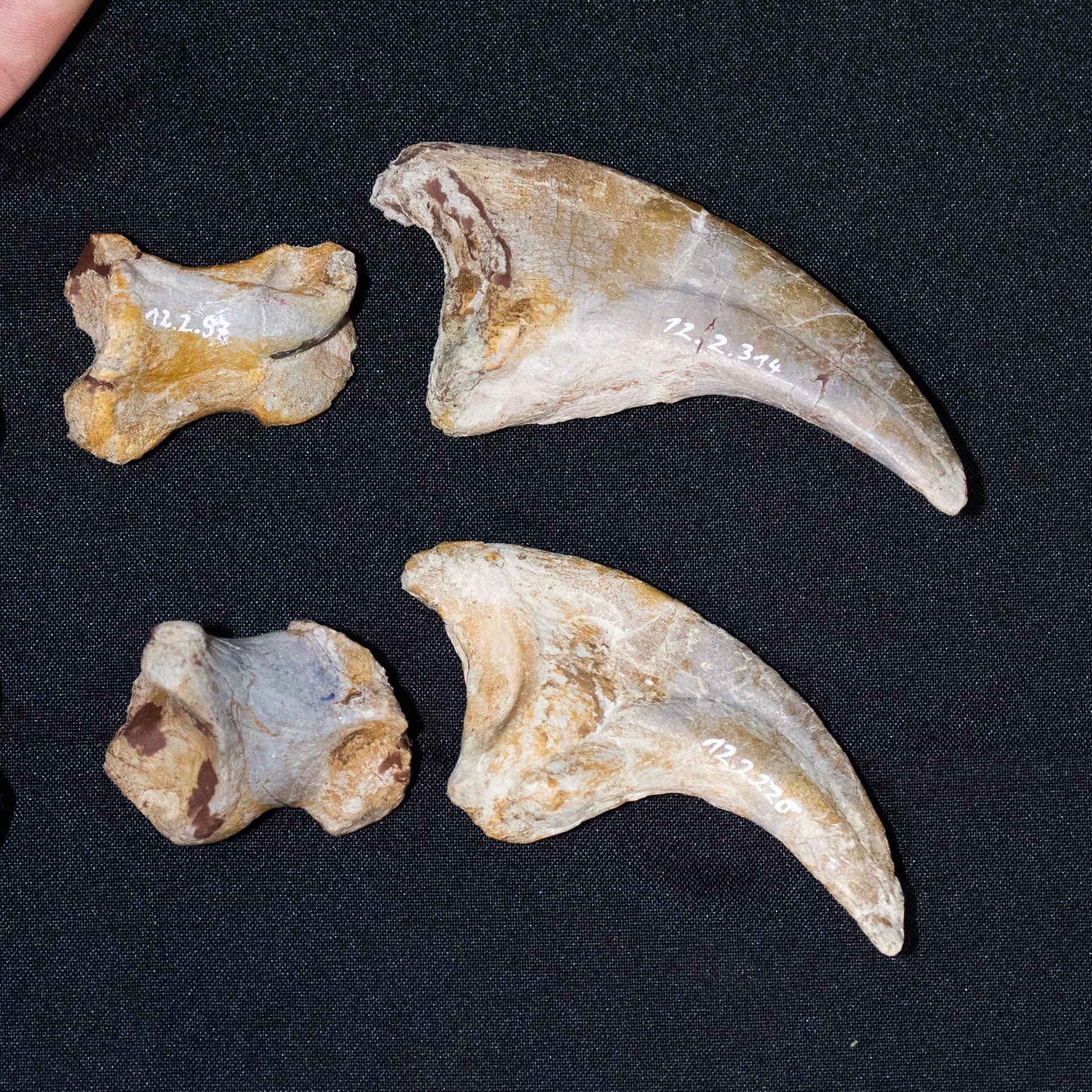 Wie bestimmt man aufgrund einzelner Fossilien die Dinosaurierart?