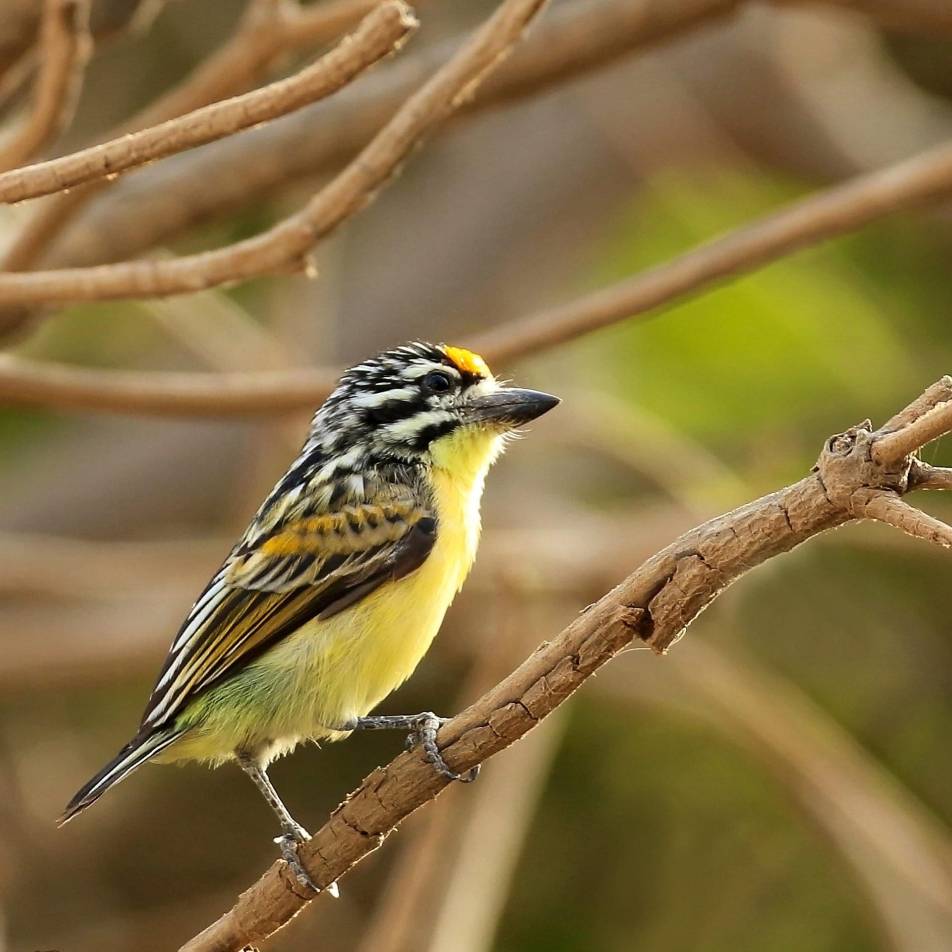Rhythmus von Vogelgesang ist wohl angeboren