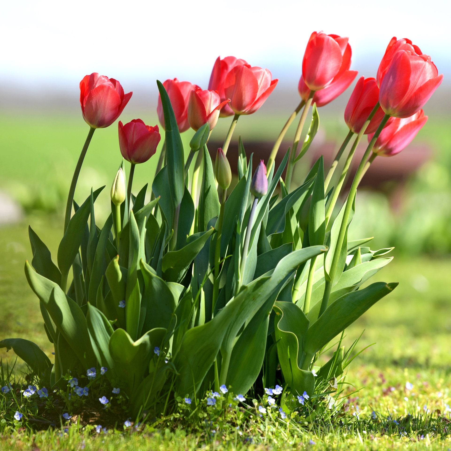 Warum blühen meine Tulpen nicht – ich sehe nur Blätter?