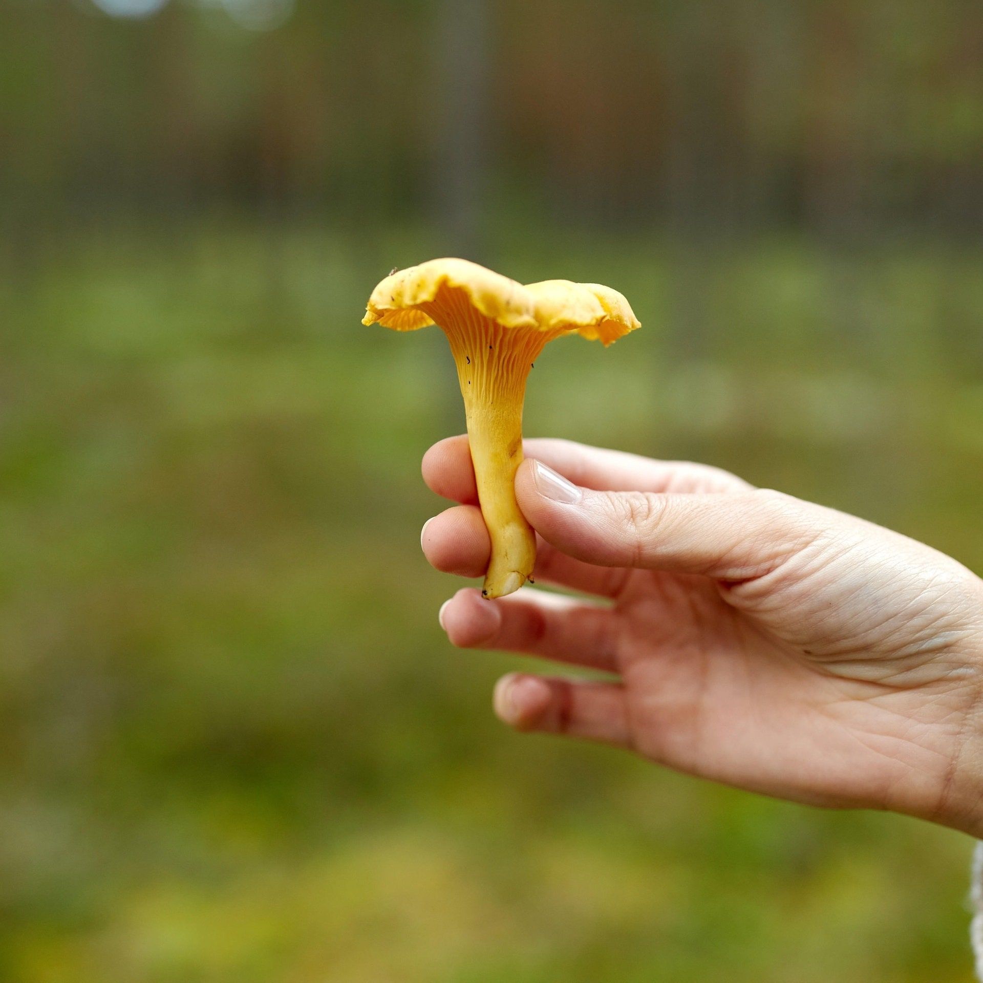 Warum ist etwas "keinen Pfifferling mehr wert"? Warum nicht Champignons?