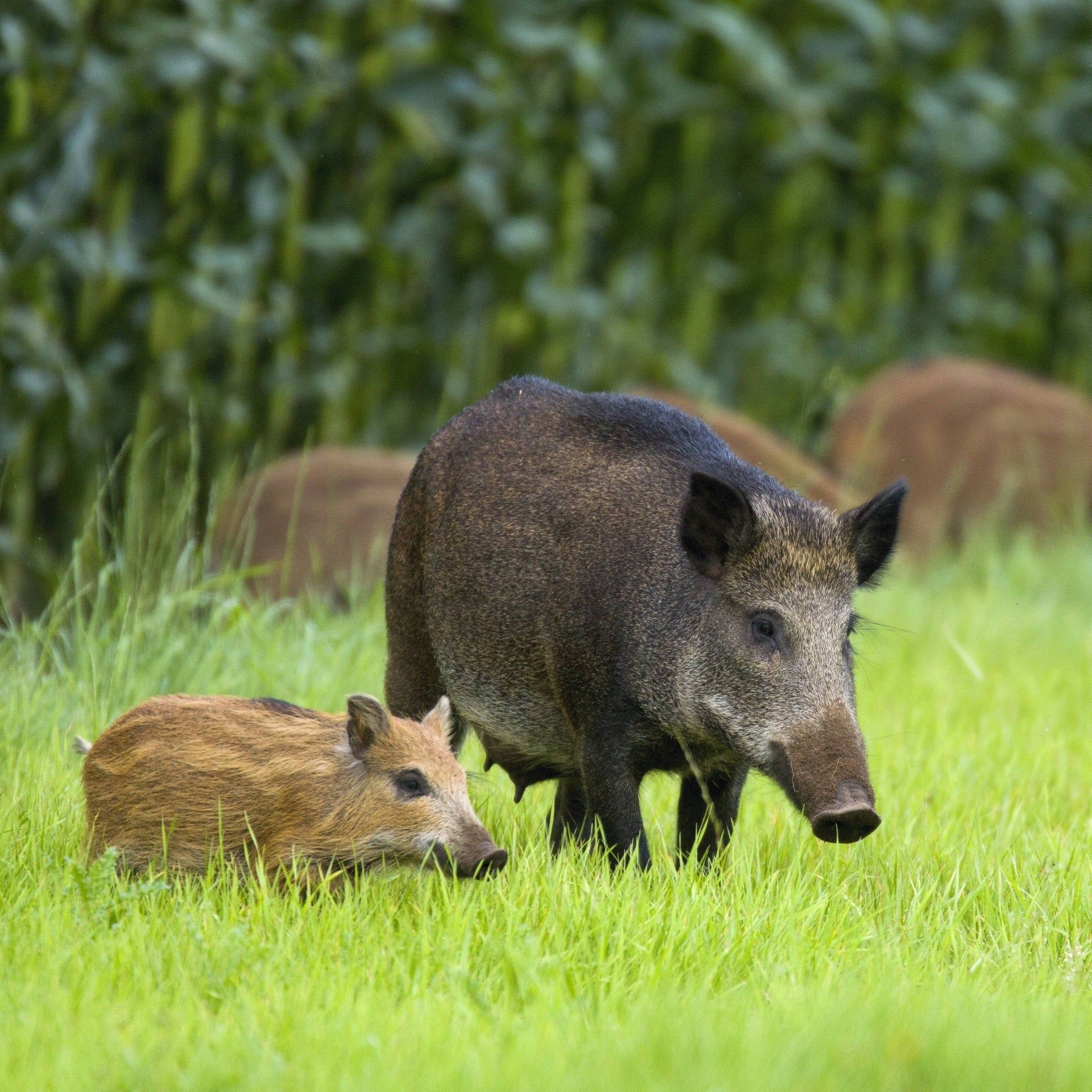 Woher kommt das Schweinefleischverbot?