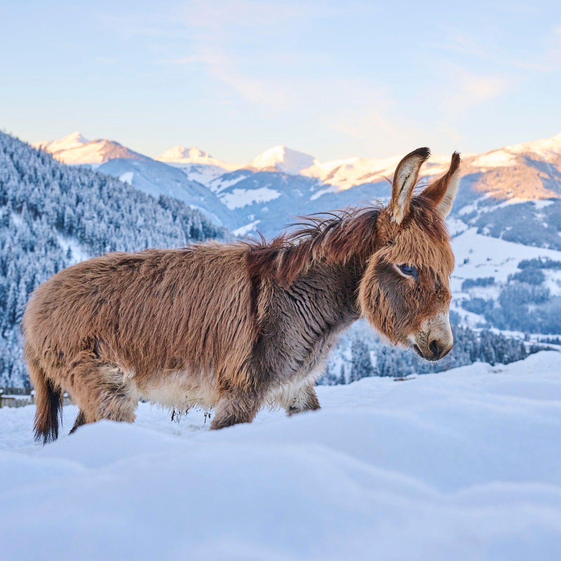 "Wenn es dem Esel zu wohl wird, geht er aufs Eis" – Was bedeutet das?