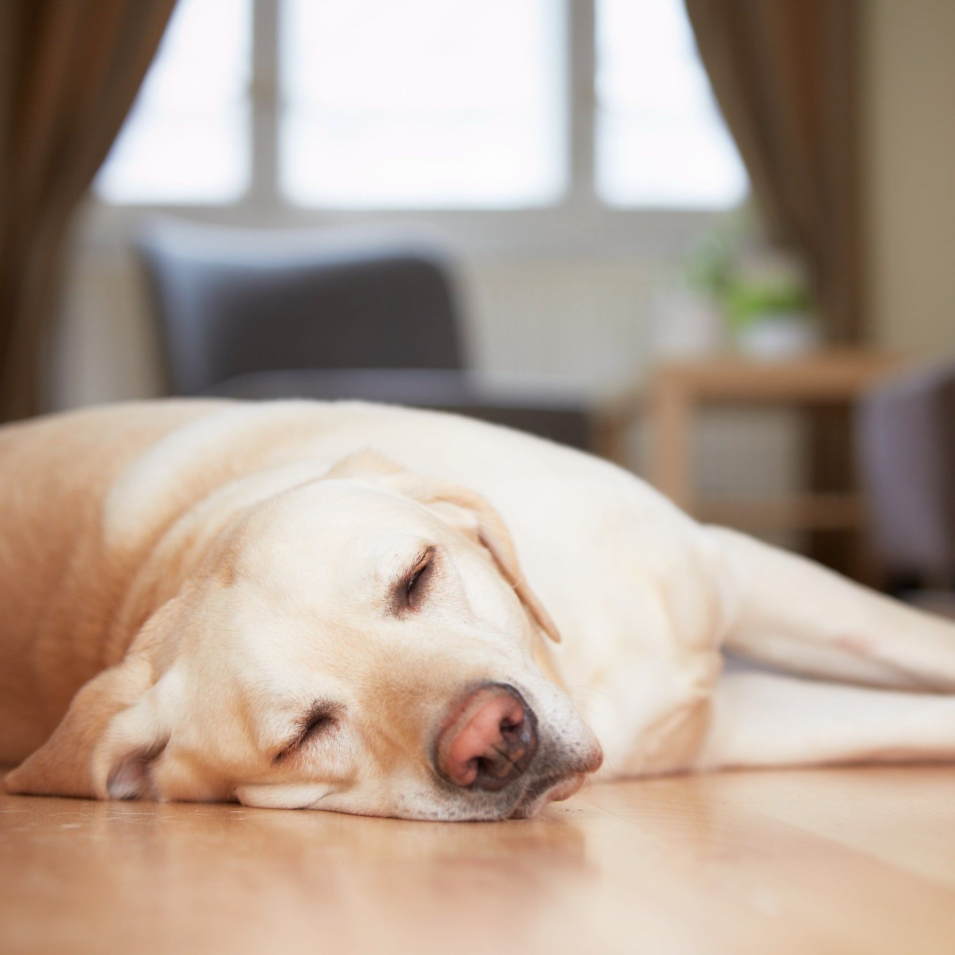 Was tun, wenn mein Hund nachts laut träumt?