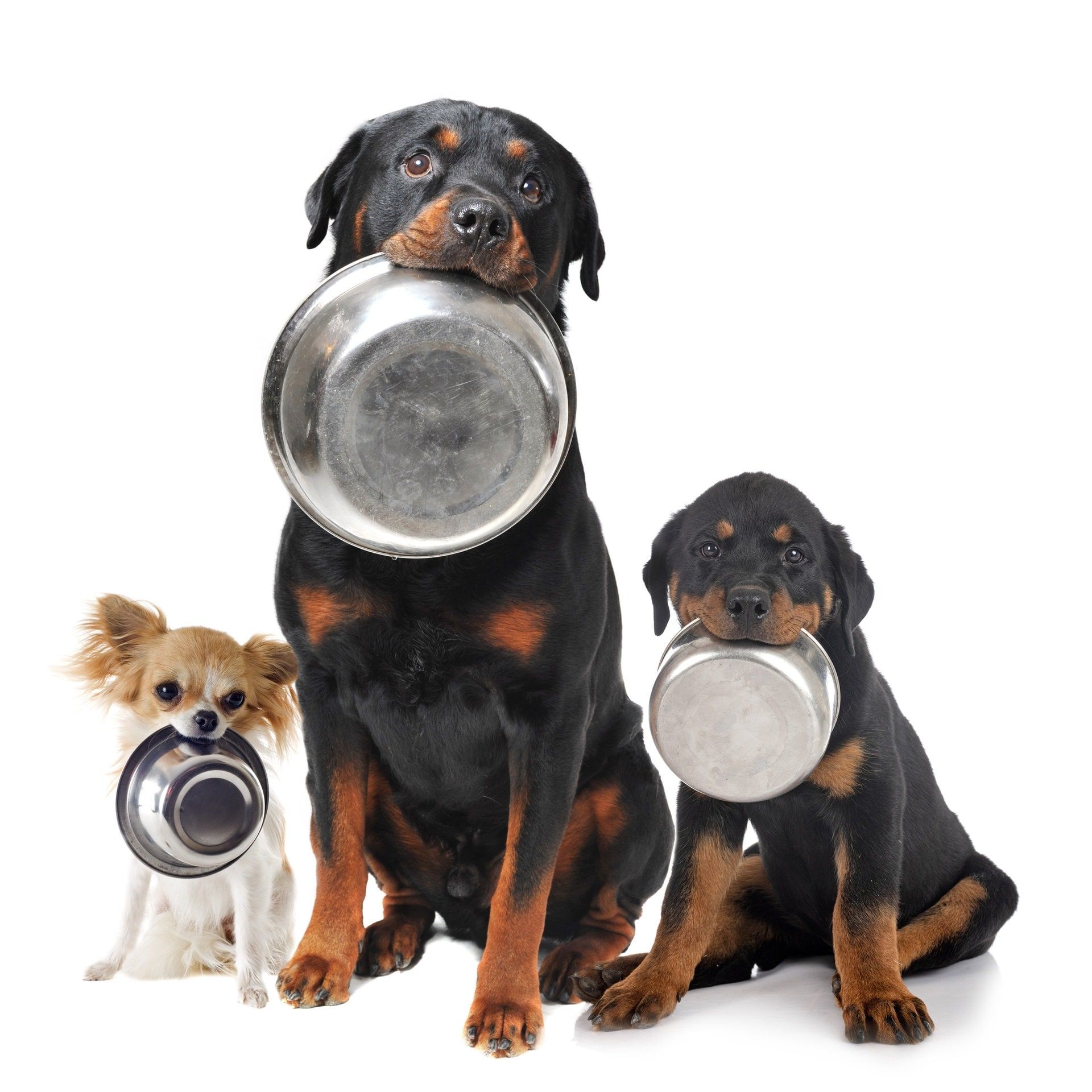 Worauf muss ich beim Hundefutter achten?