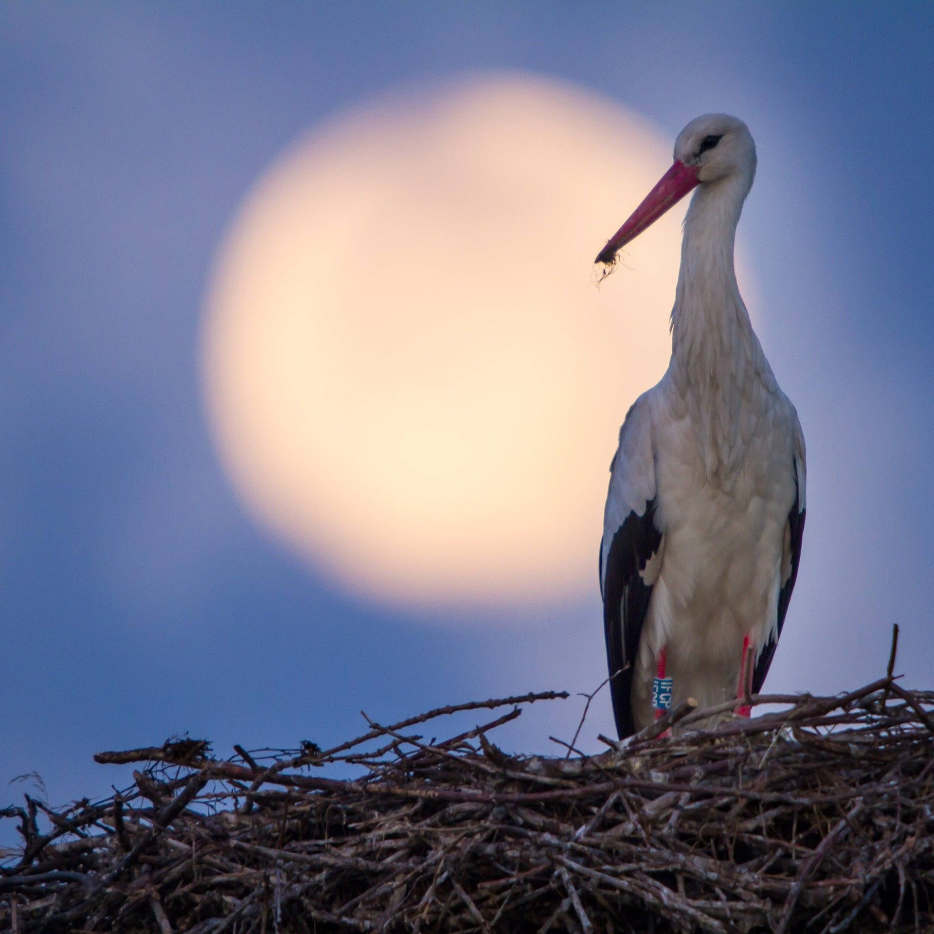 Werden bei Vollmond mehr Kinder geboren?