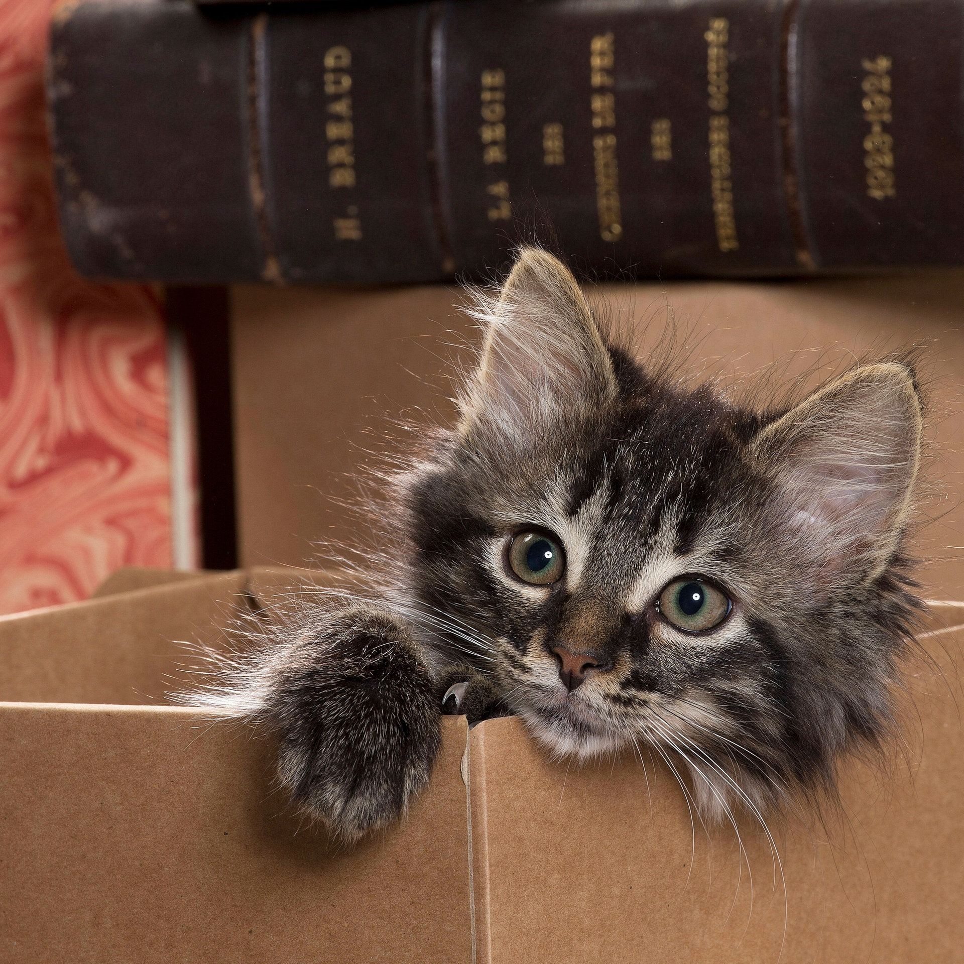 Warum lassen Katzen sich in einem aufgeklebten Viereck nieder?