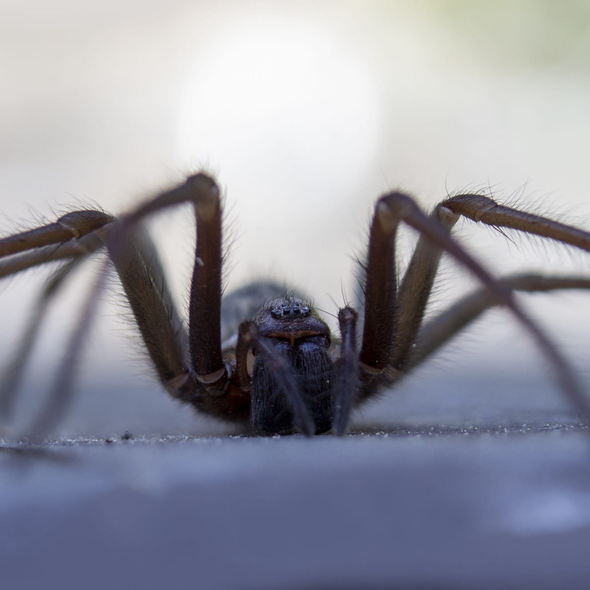 Spinne am Morgen vertreibt Kummer und Sorgen – woher kommt das?