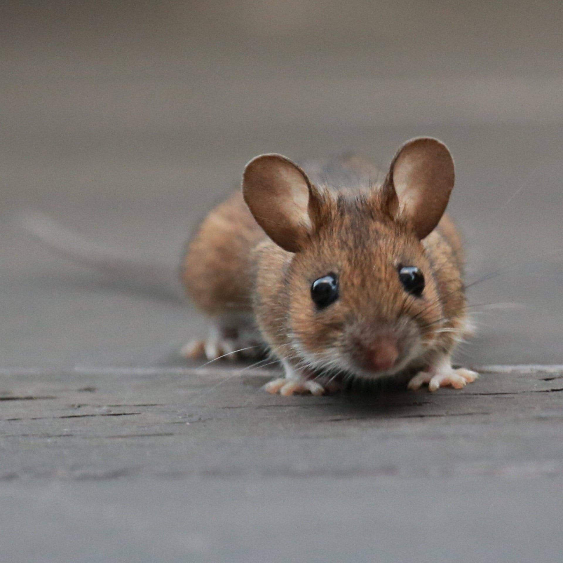 Woher kommt "Da beißt die Maus keinen Faden ab"?