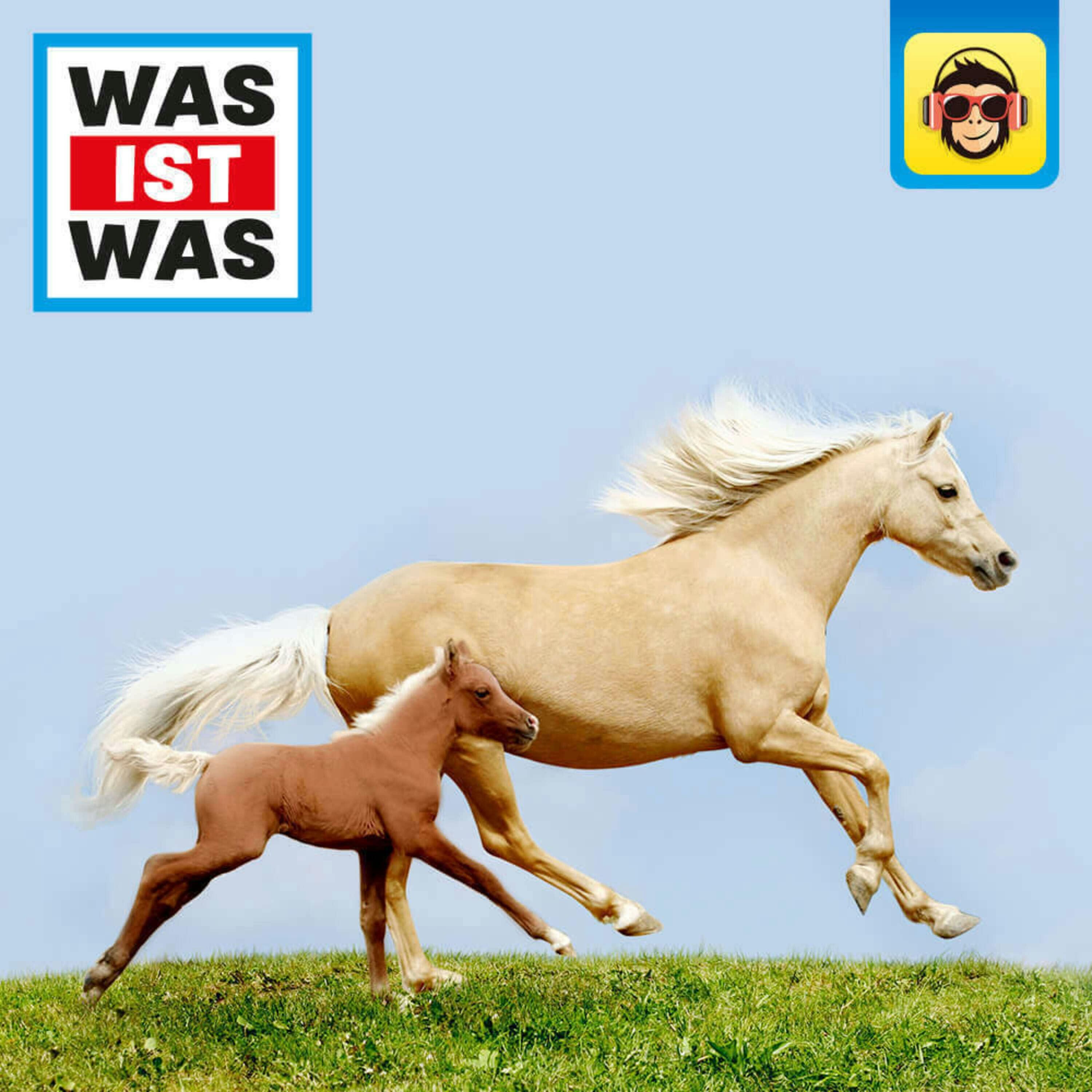 Pferde - Von frechen Fohlen und wilden Mustangs