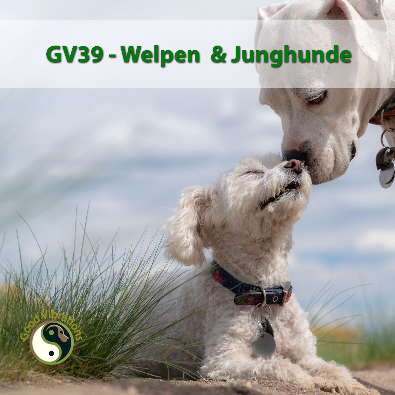 GV 39_Welpen und Junghunde