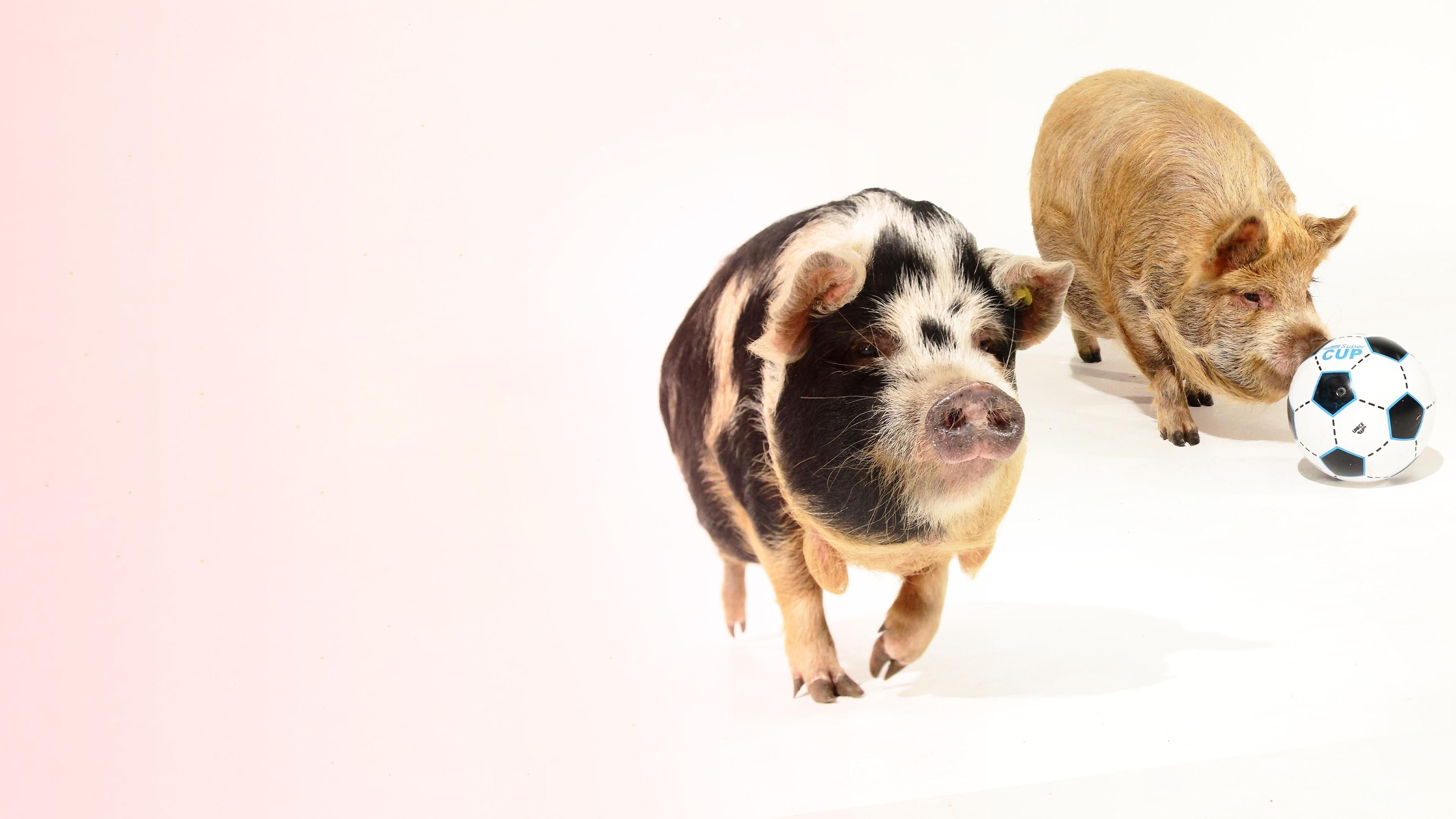 Die fabelhafte Welt der Schweine
