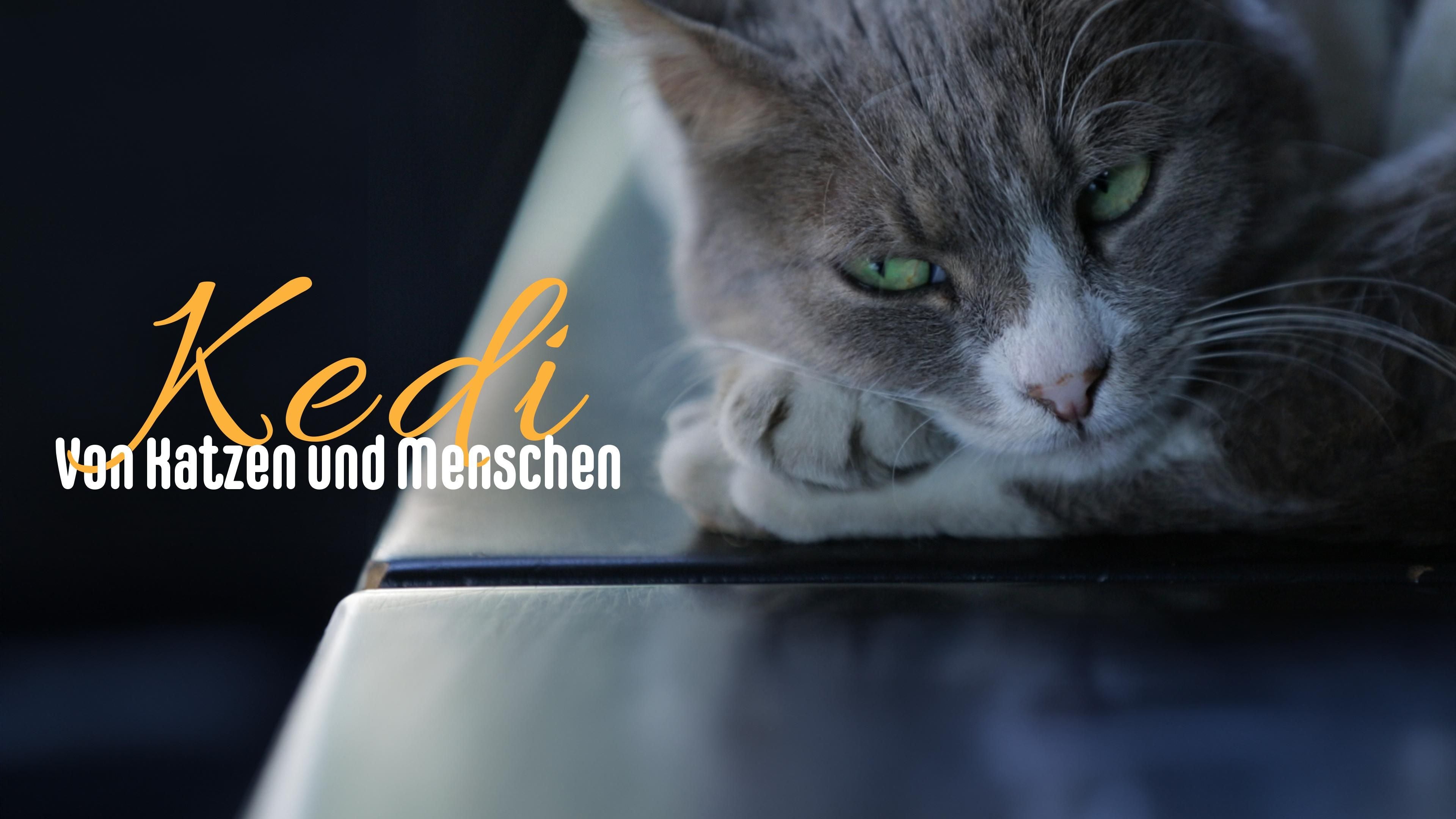 Kedi - Von Katzen und Menschen