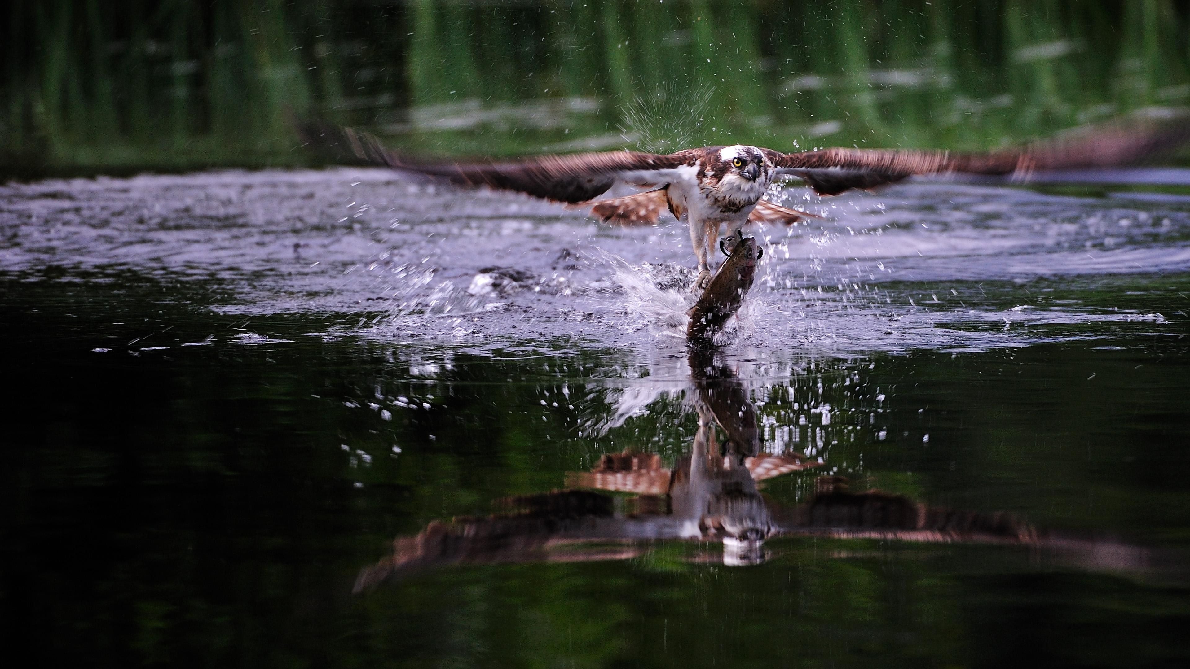 Schottlands neue Wildnis