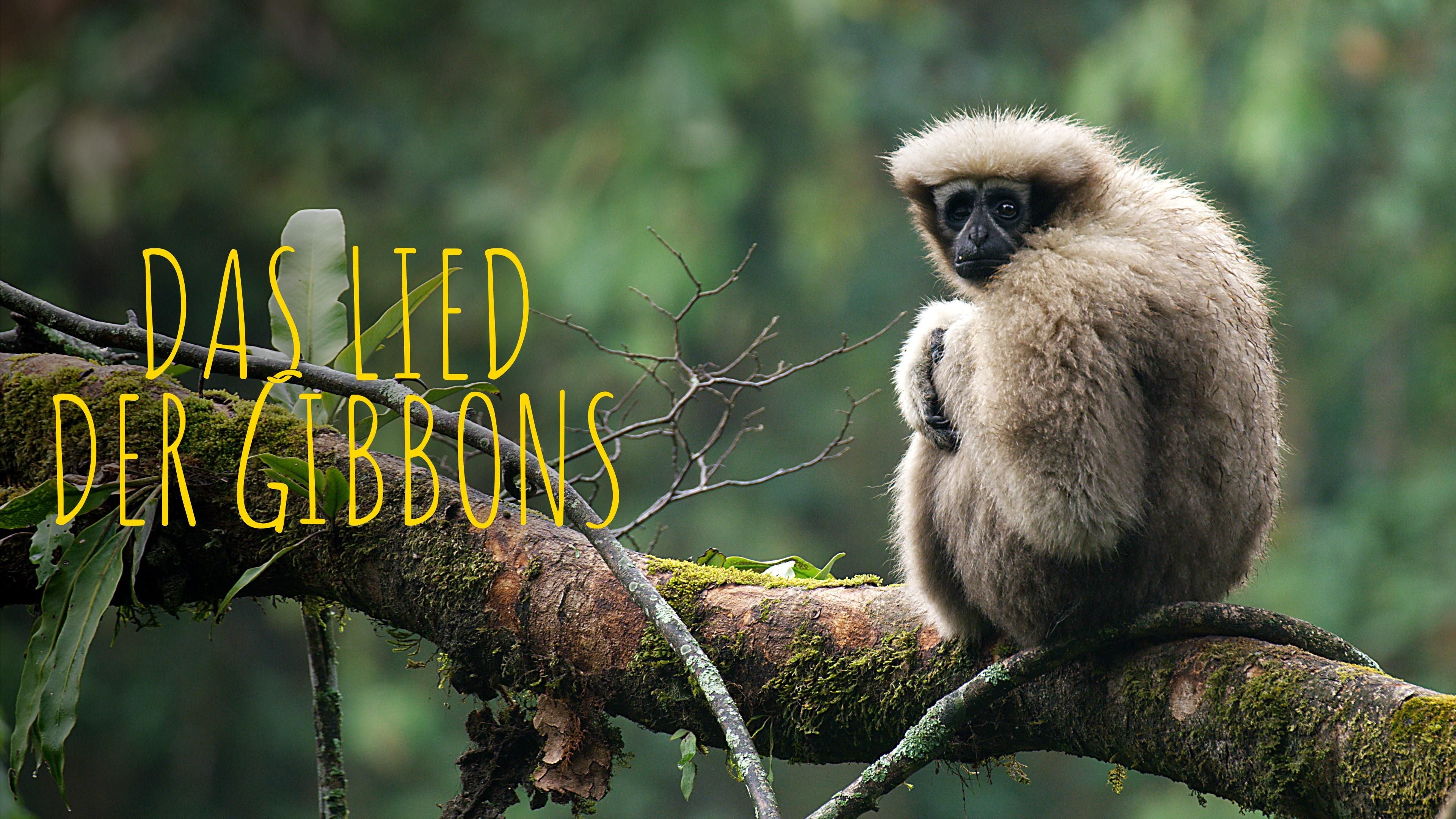 Das Lied der Gibbons