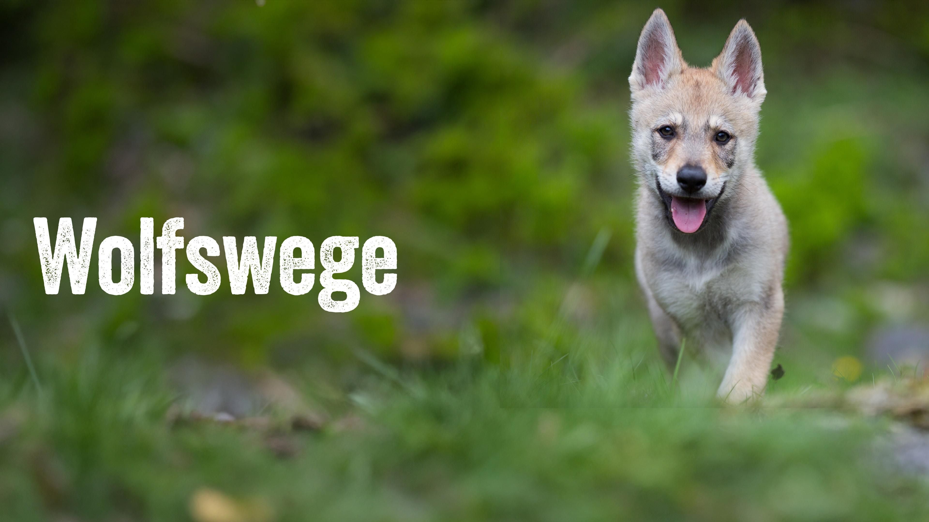 Wolfswege