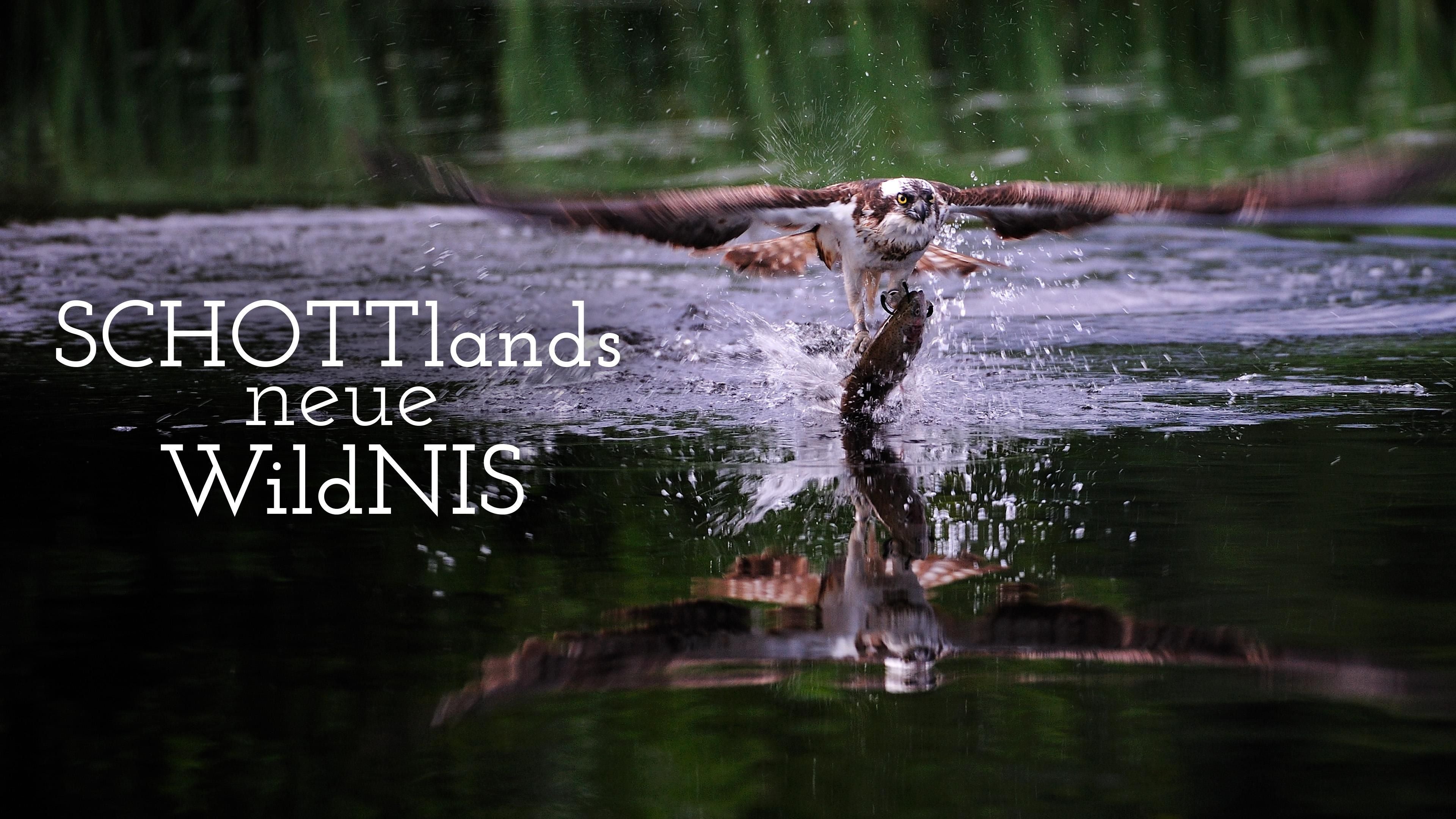 Schottlands neue Wildnis