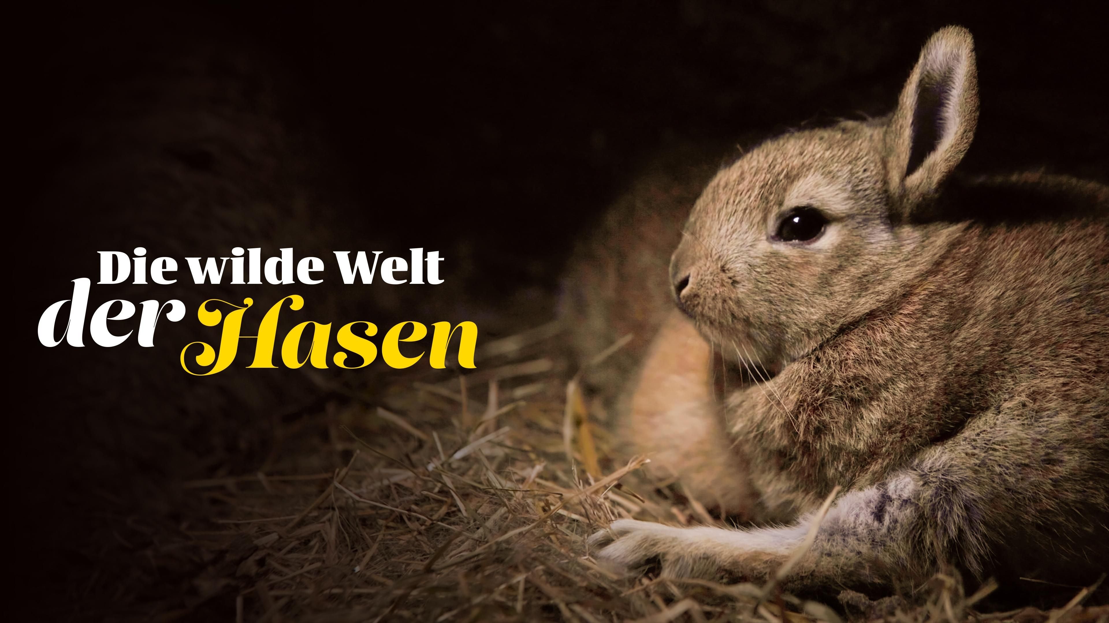 Die 	verrückte Welt der Kaninchen