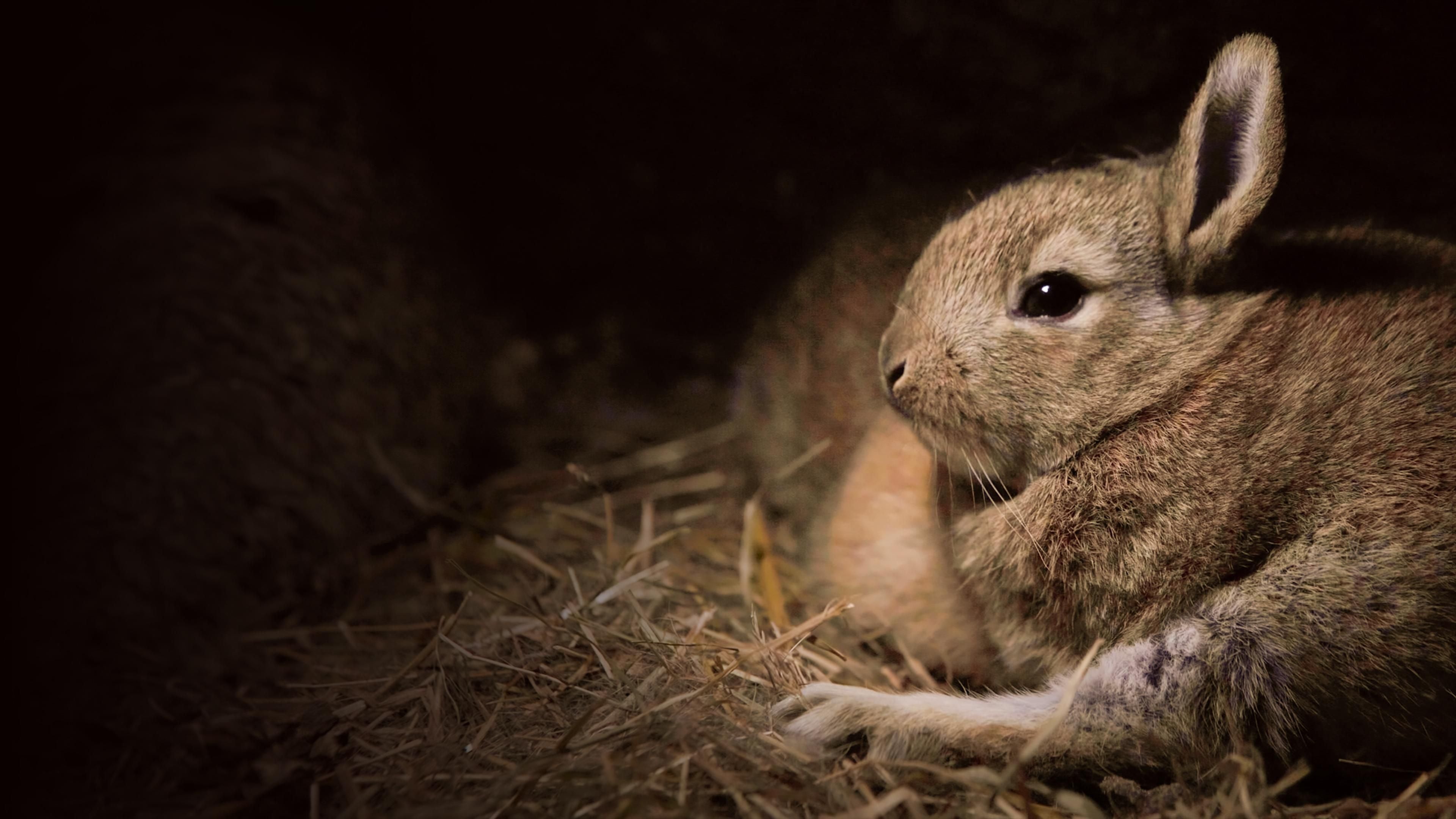 Die 	verrückte Welt der Kaninchen