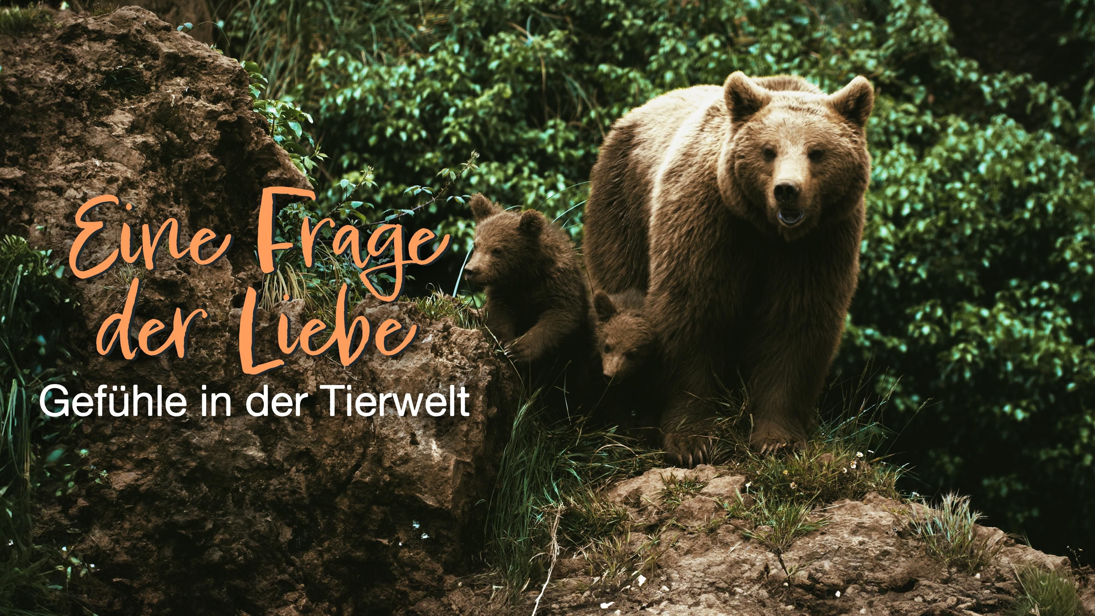 Eine Frage der Liebe - Gefühle in der Tierwelt