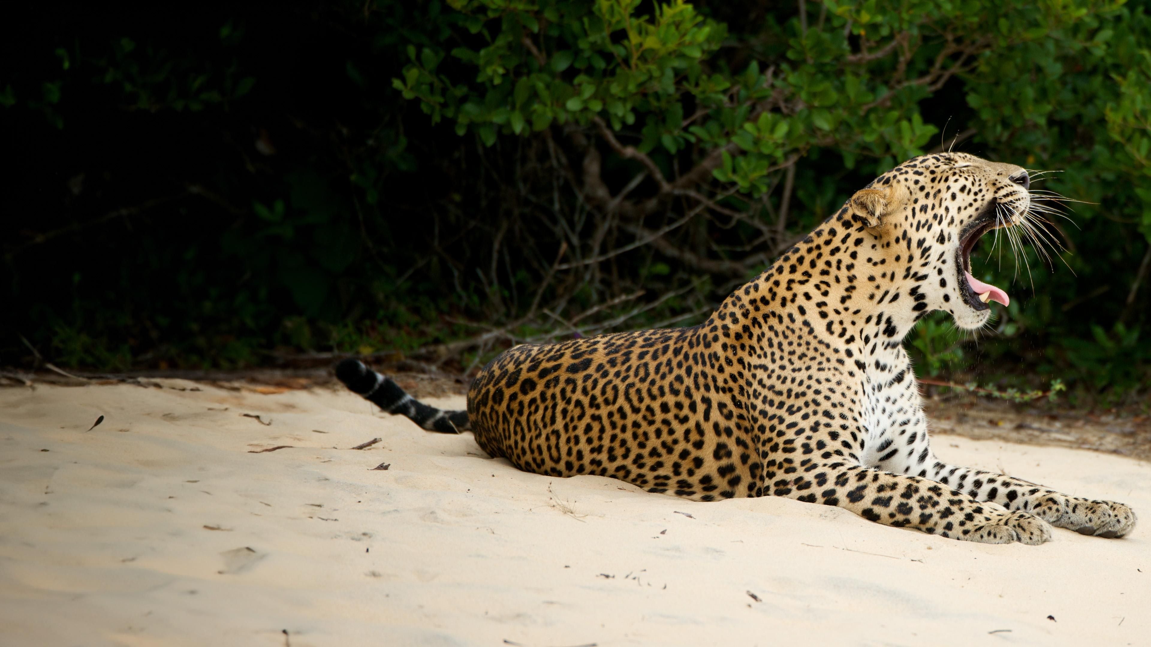 Wildes Sri Lanka