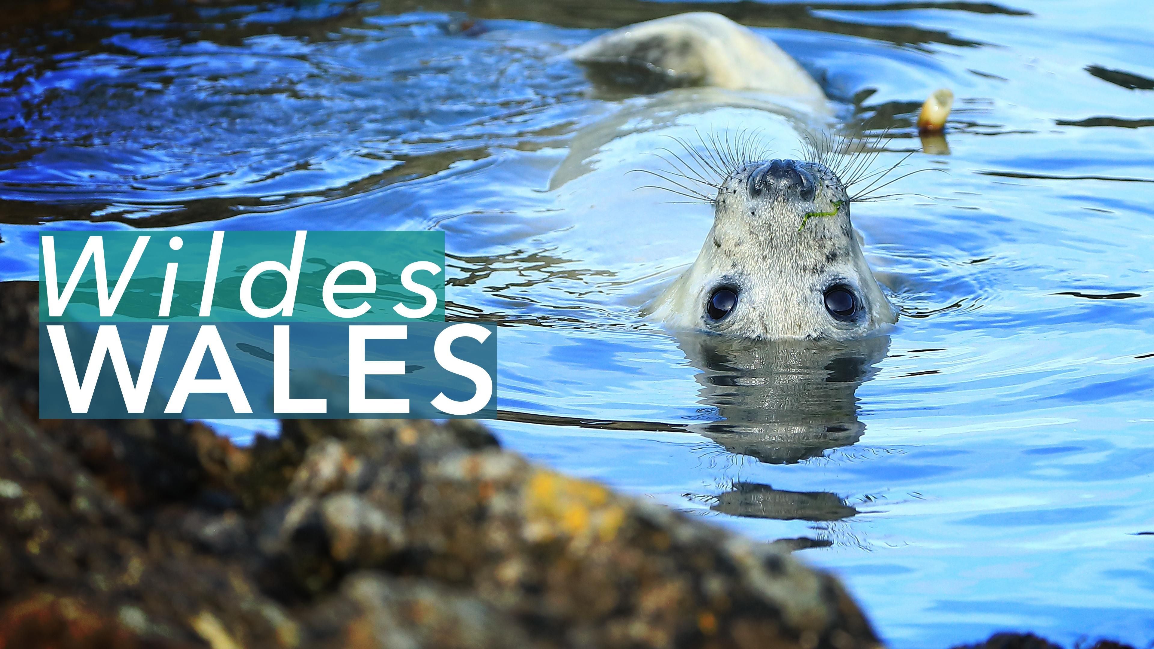 Wildes Wales