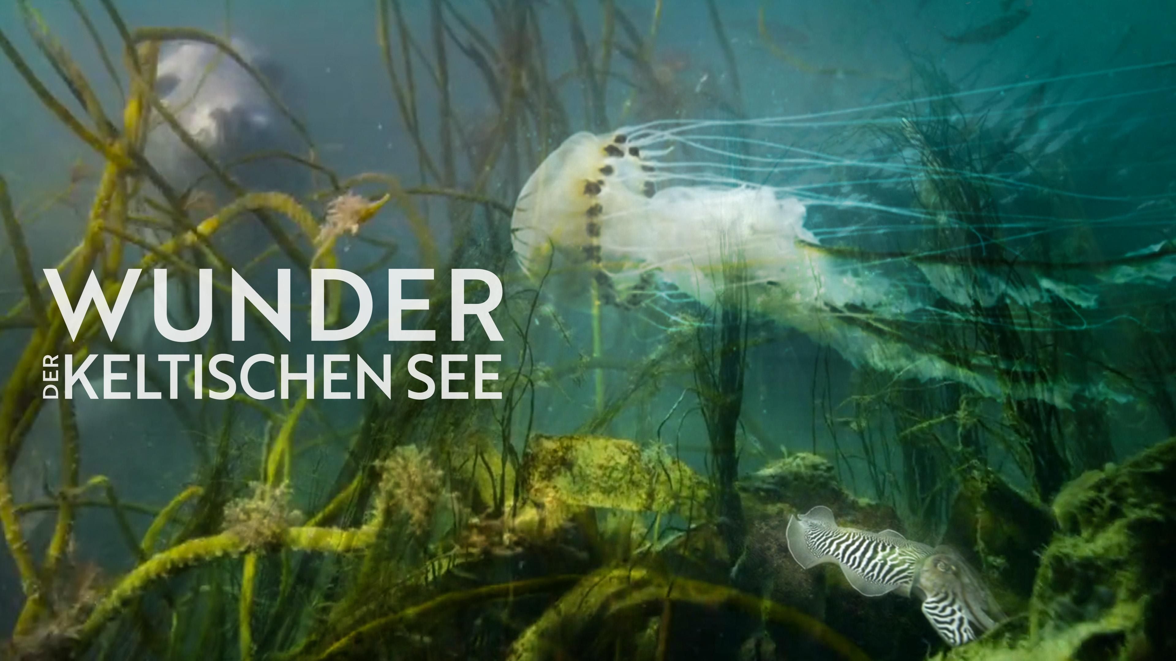 Wunder der Keltischen See