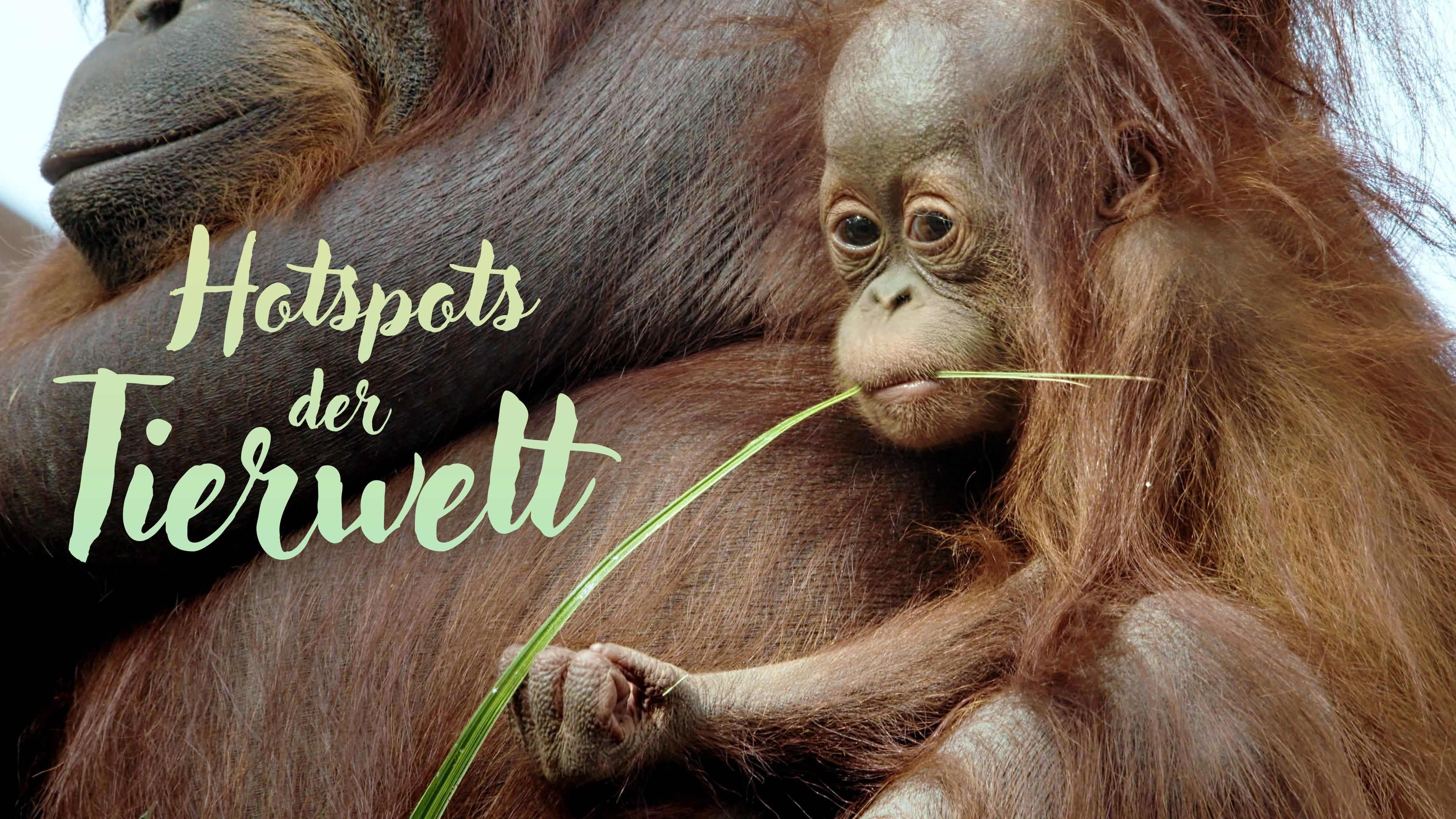 Hotspots der Tierwelt