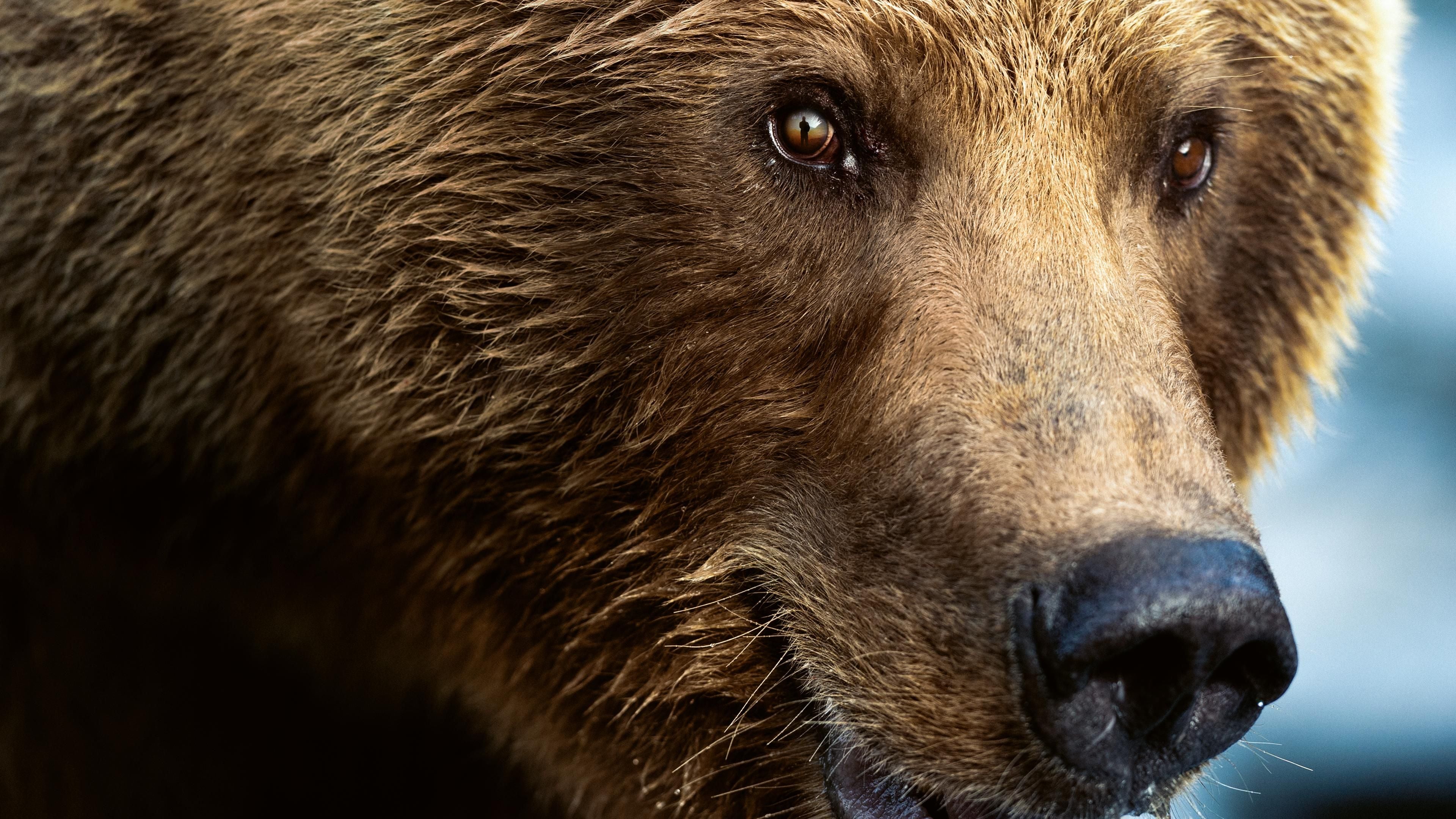 Der Bär in mir