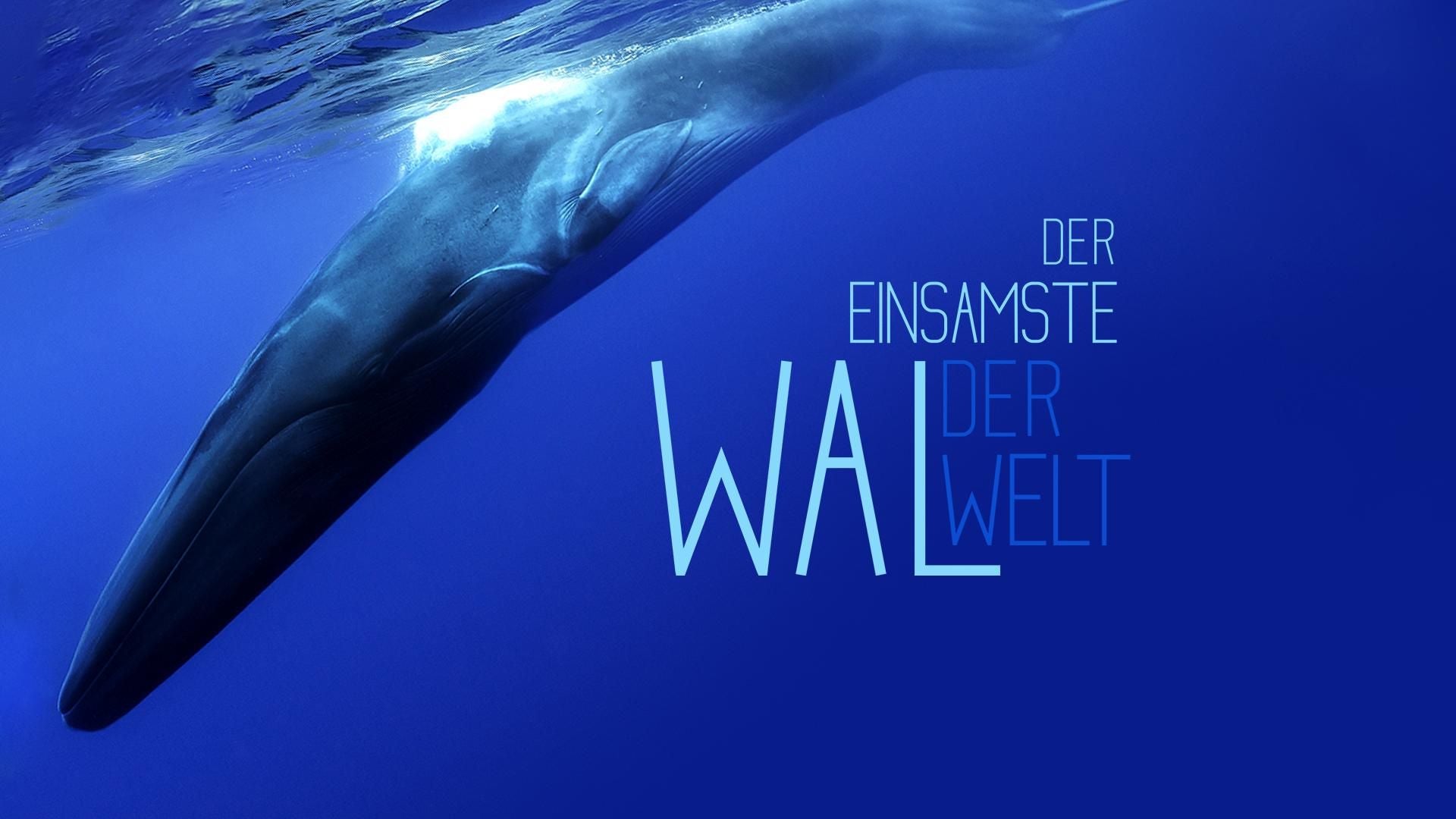 Der einsamste Wal der Welt