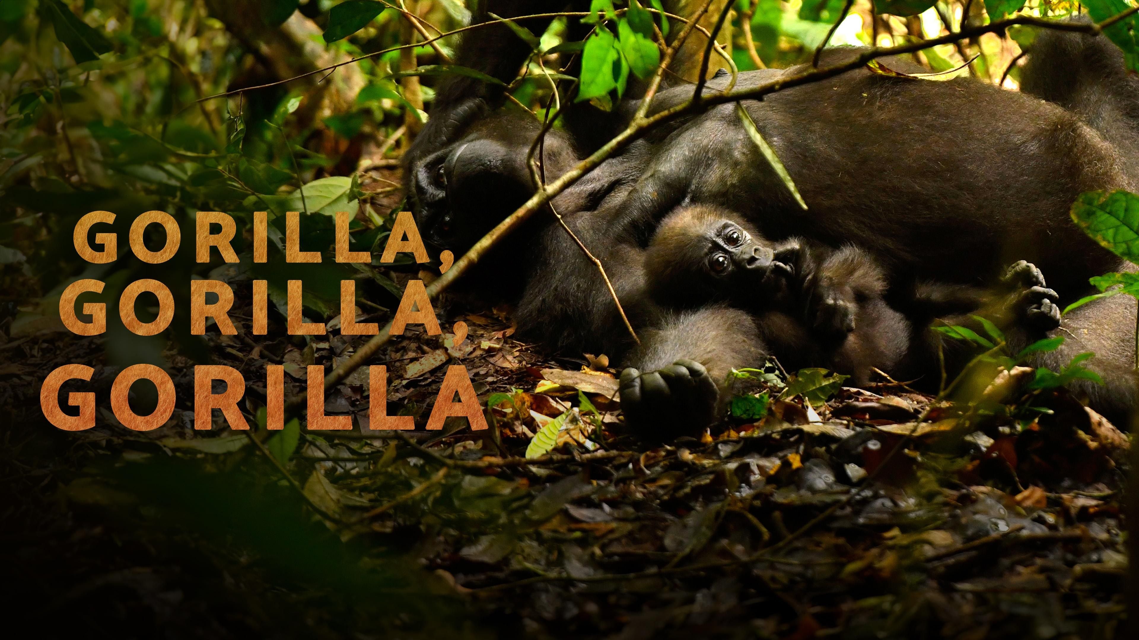 Gorilla, Gorilla, Gorilla