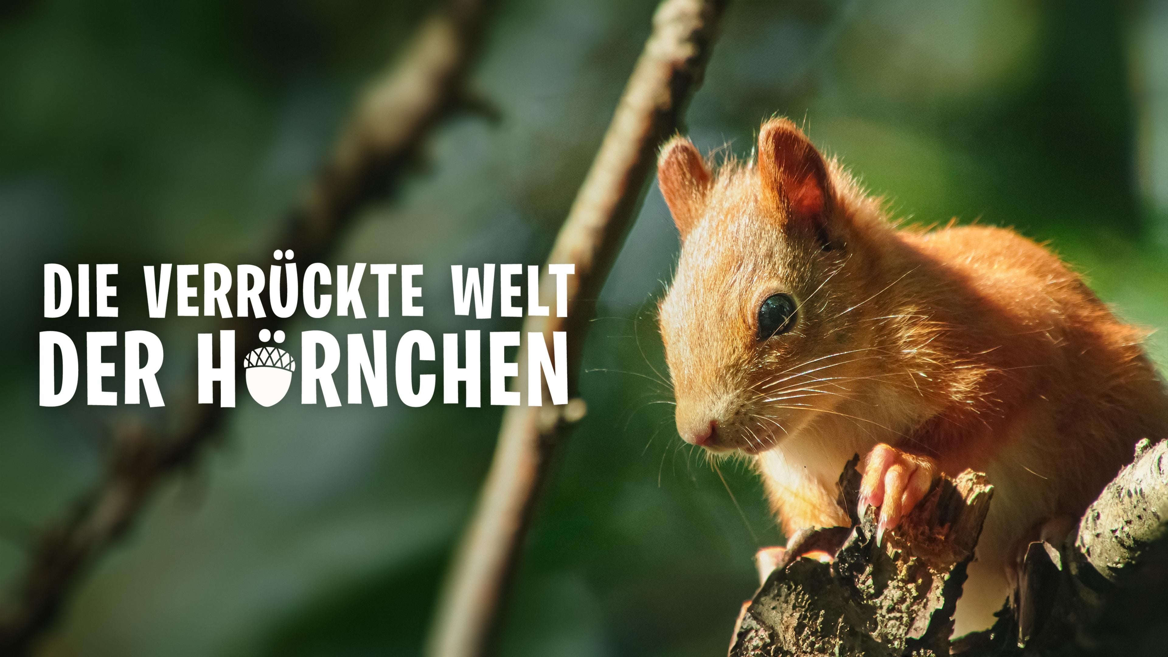 Die verrückte Welt der Hörnchen