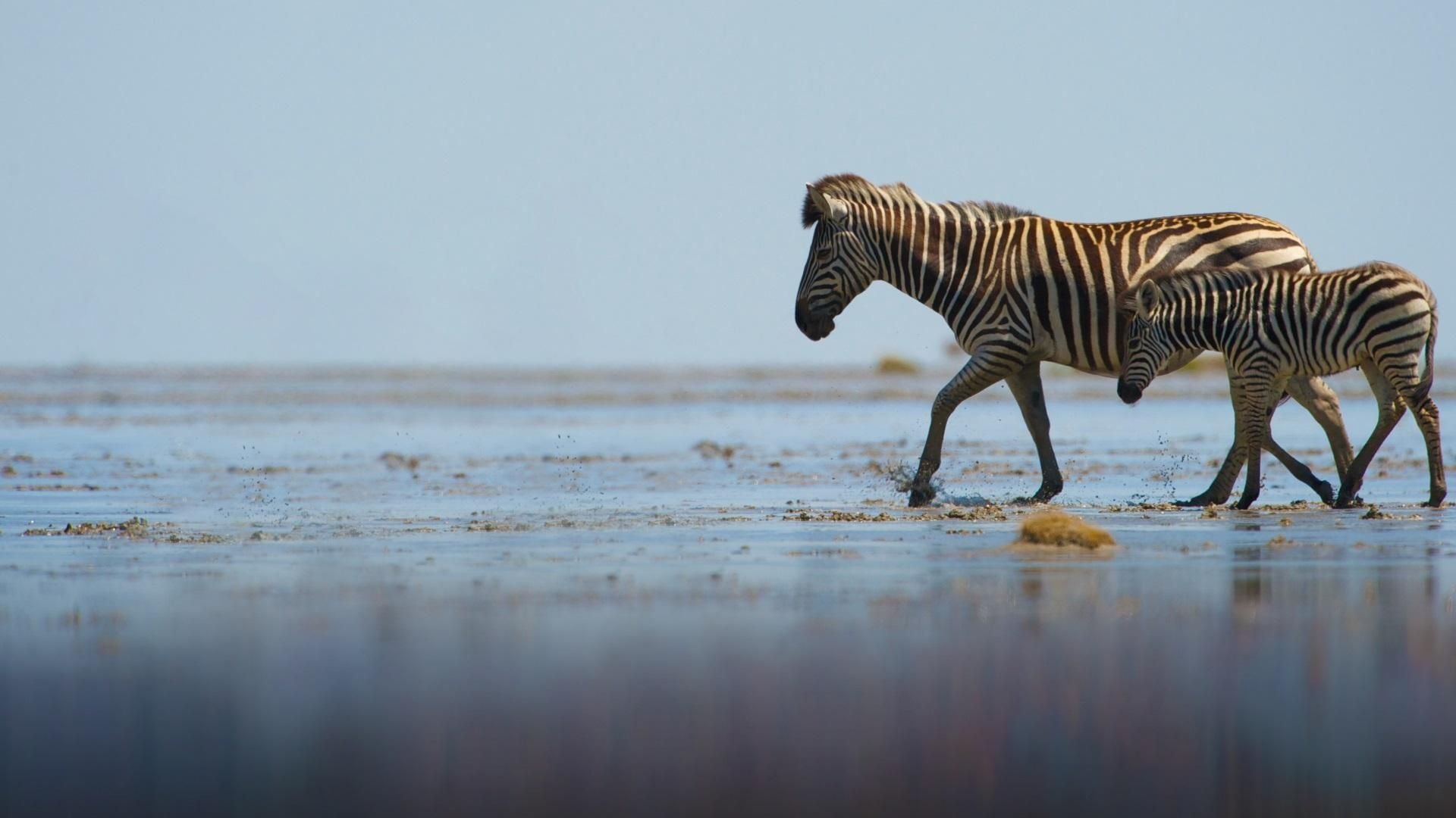 Streifzug des Zebras
