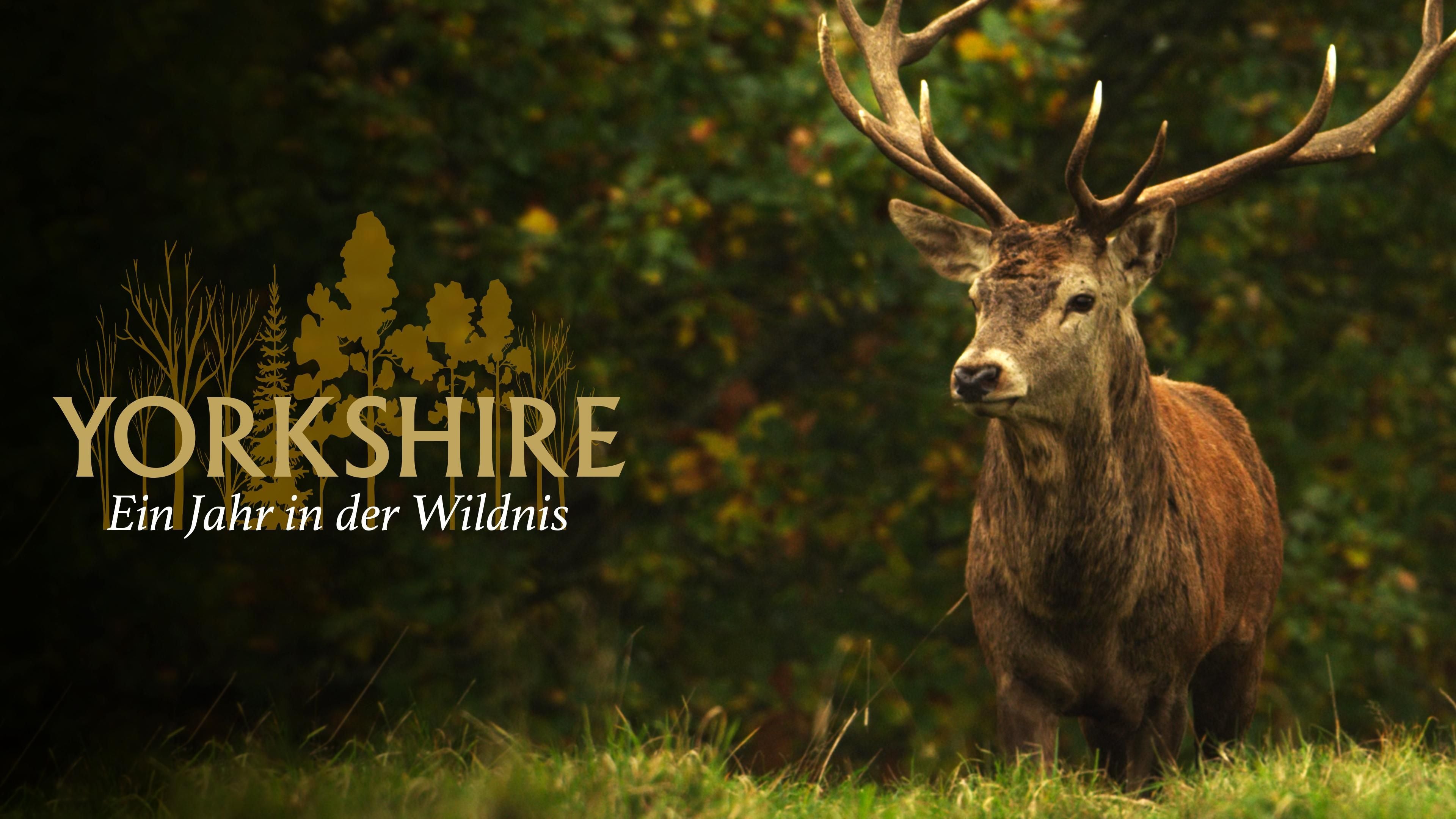 Yorkshire: Ein Jahr in der Wildnis