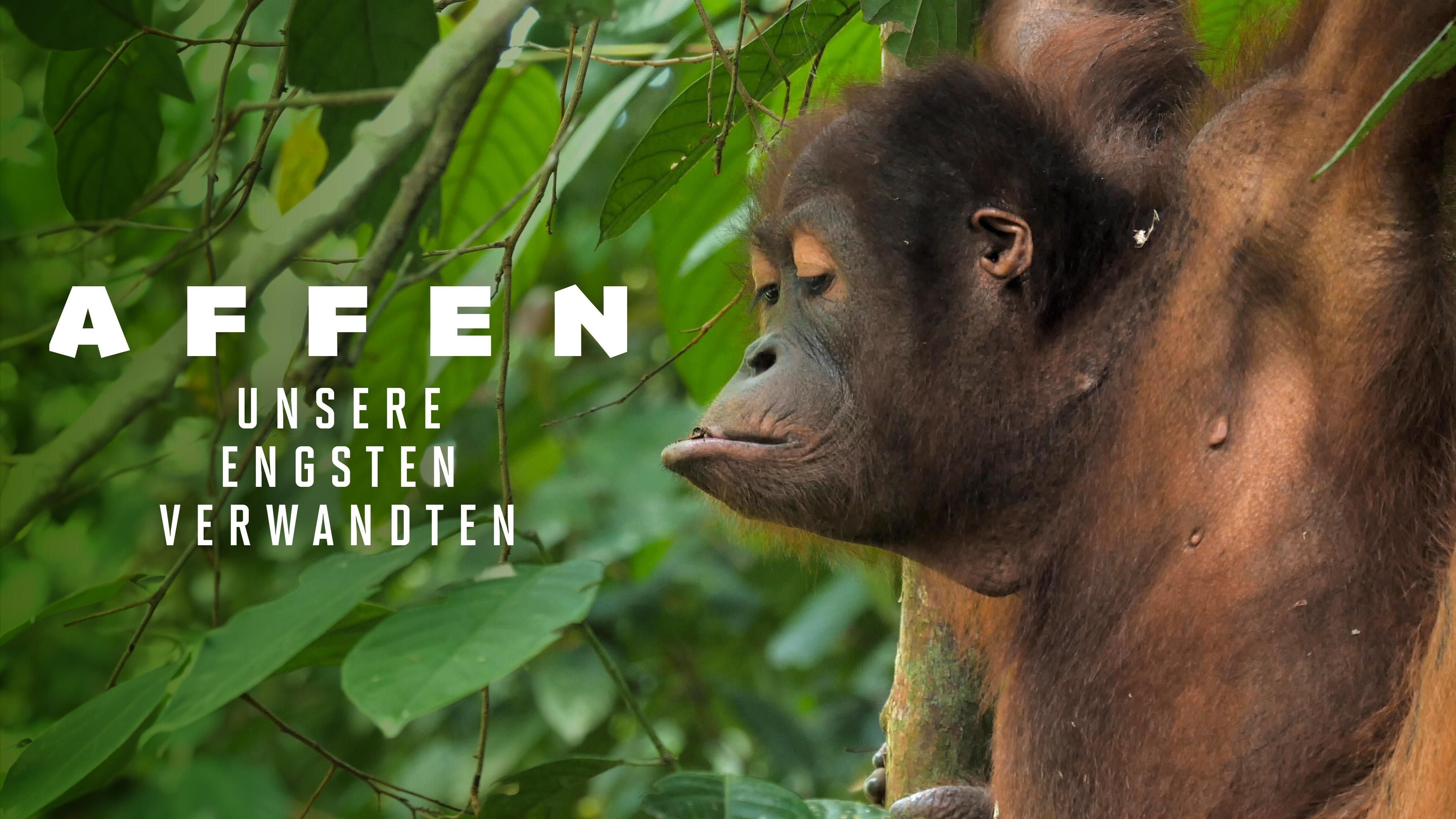 Affen - unsere engsten Verwandten
