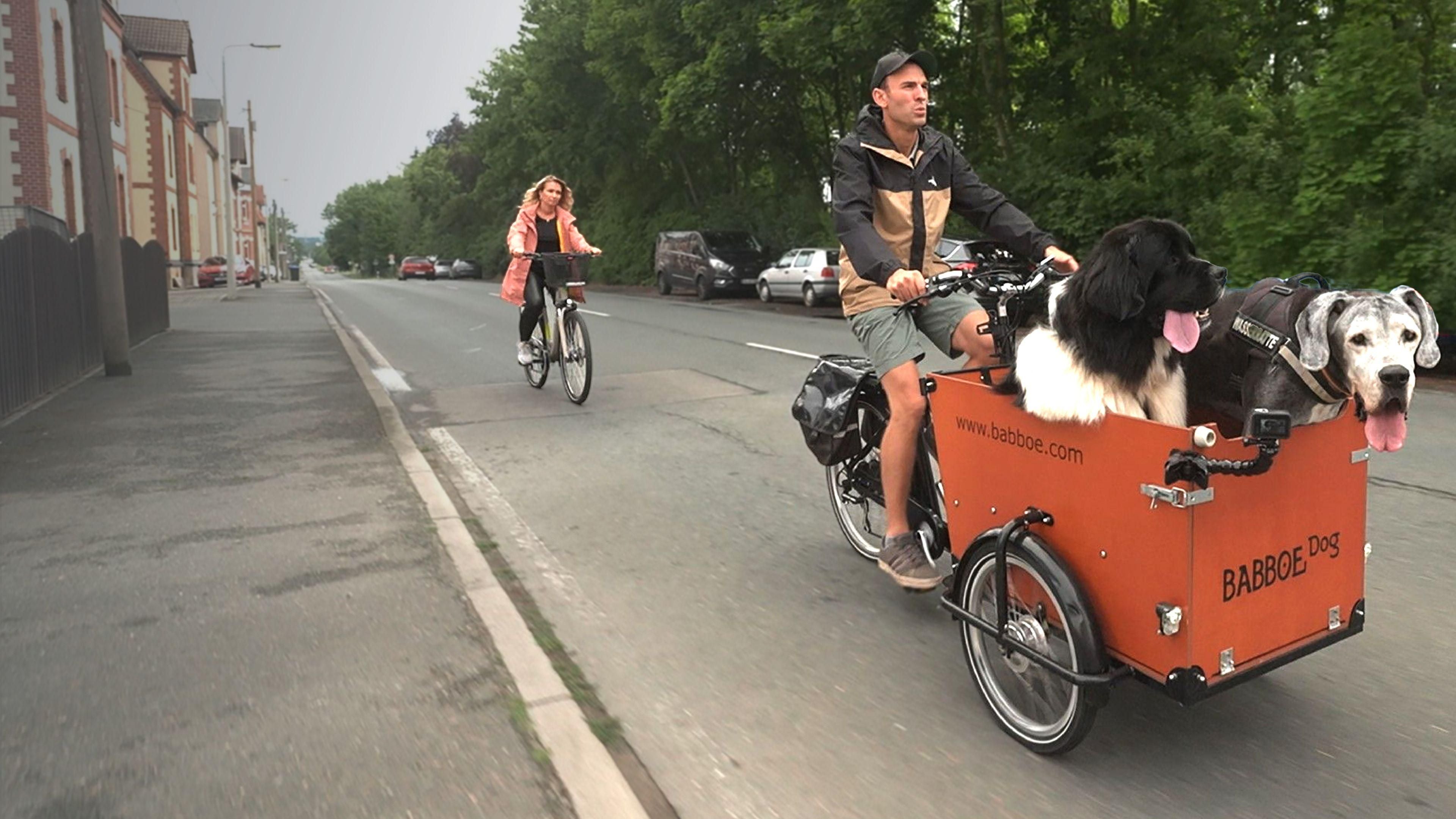 Die großen Hunde - Mit Martin Rütter