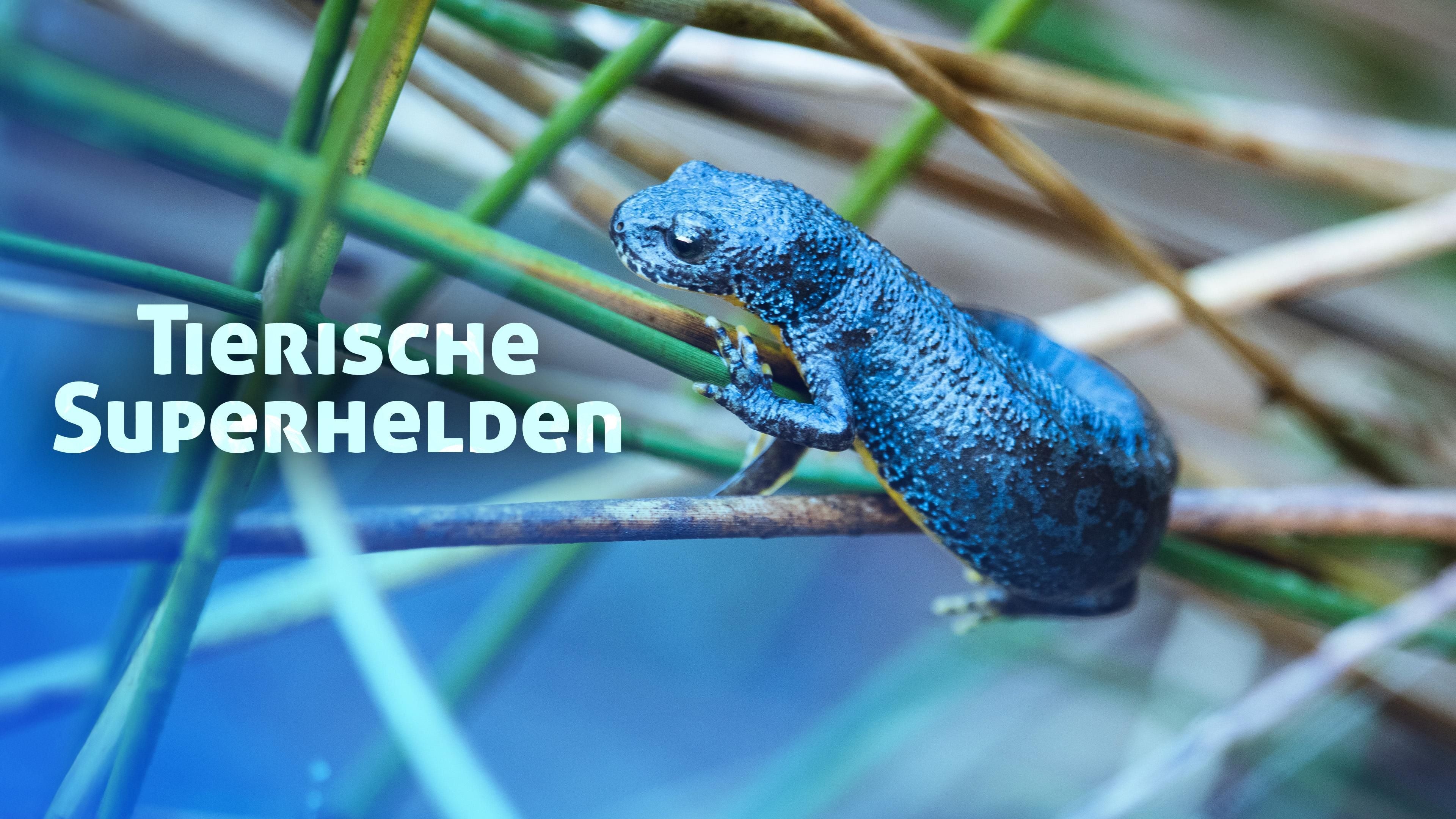 Tierische Superhelden