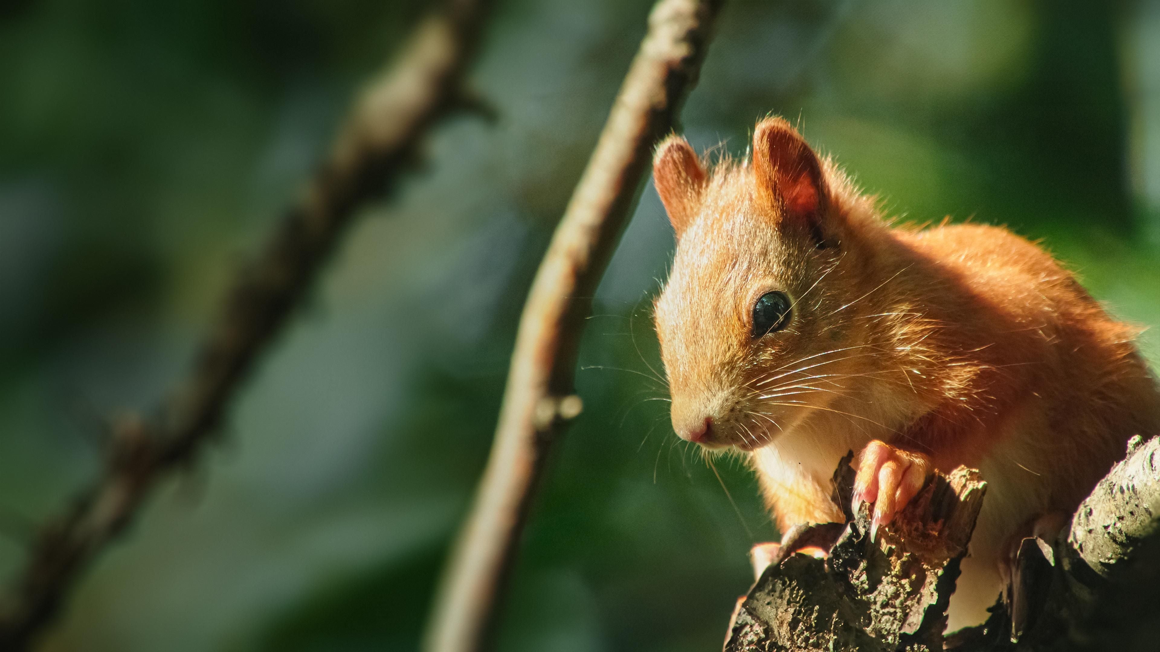 Die verrückte Welt der Hörnchen