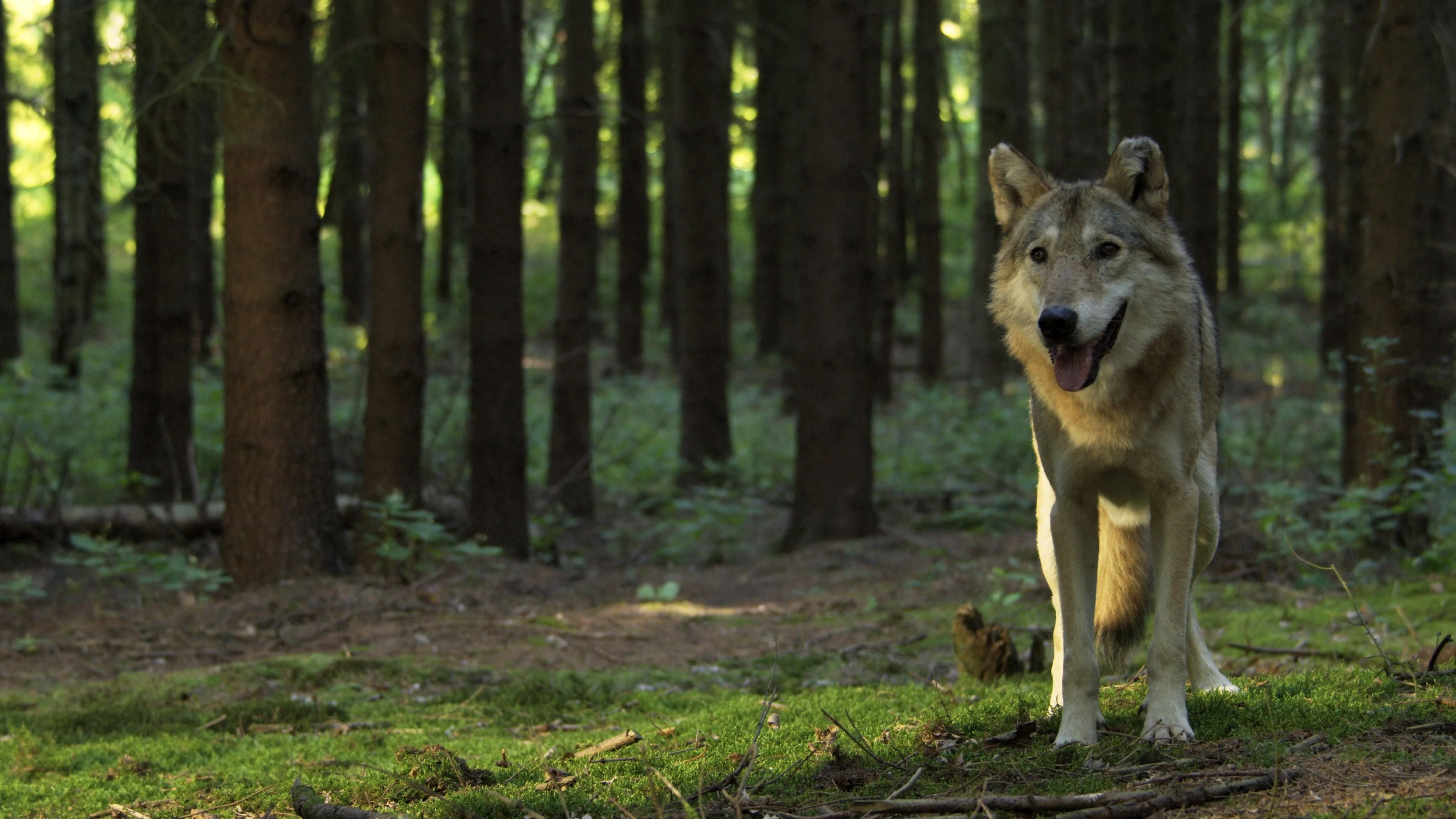 Auf der Jagd - Wem gehört die Natur?
