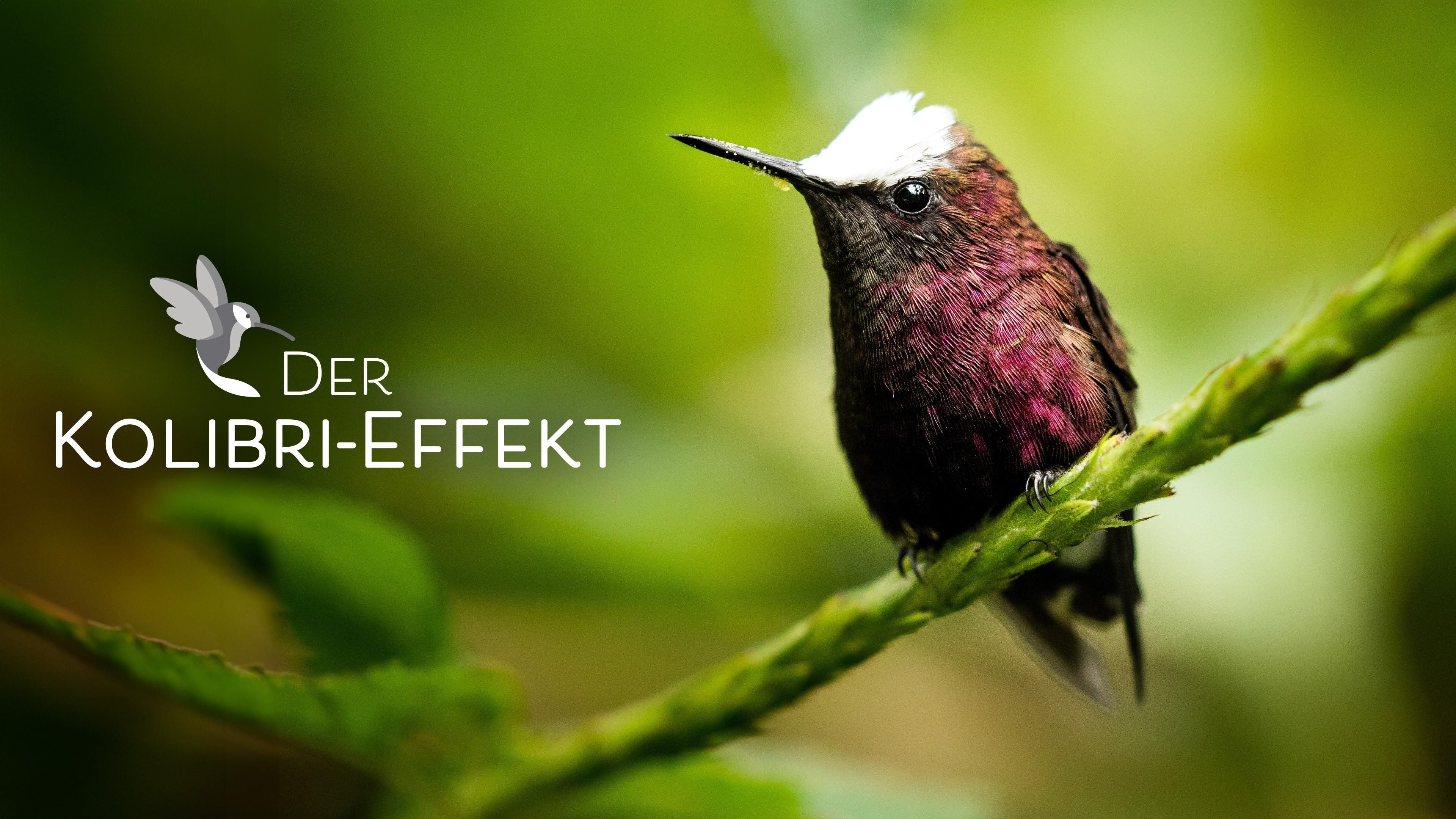 Der Kolibri-Effekt