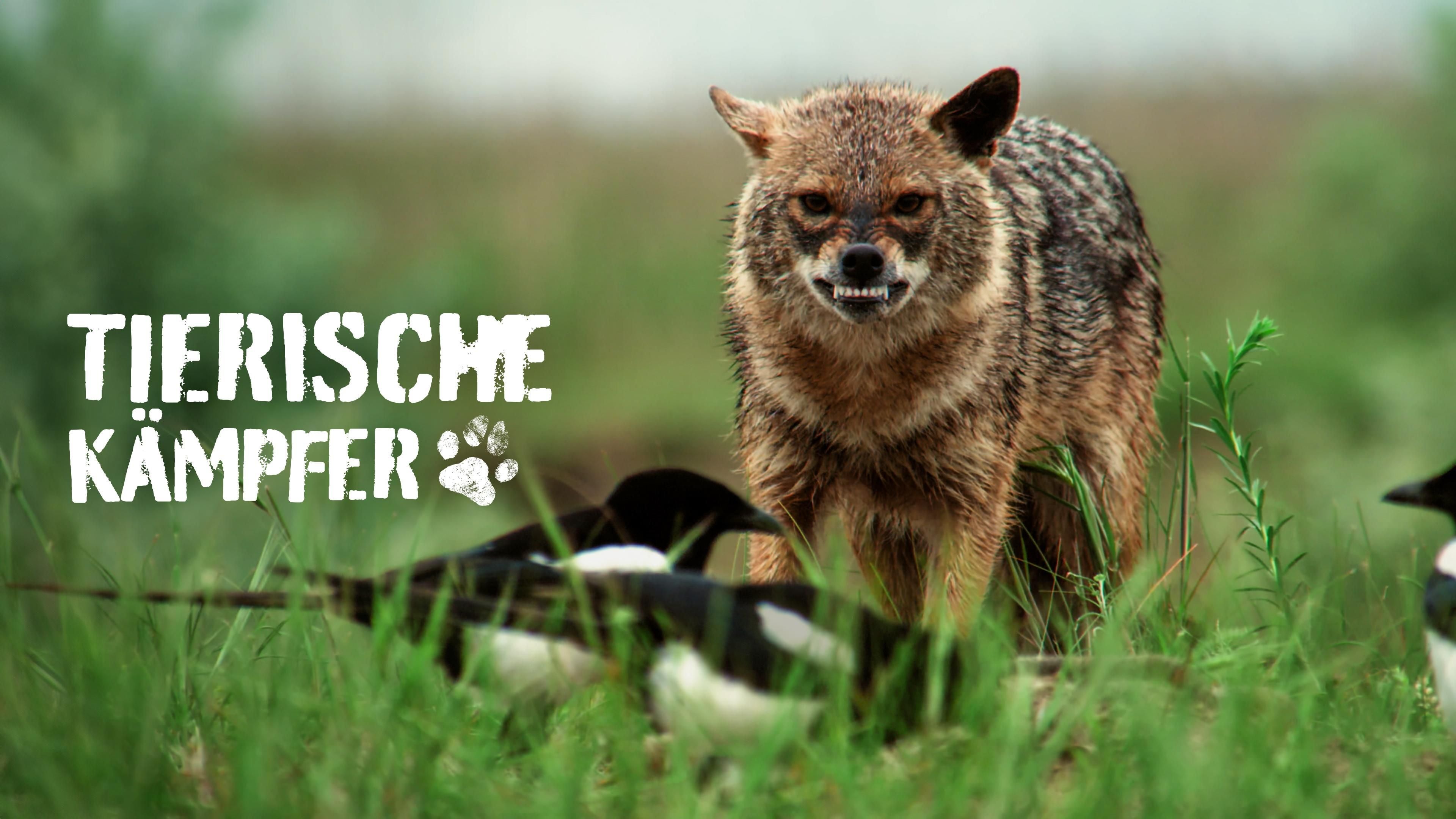 Tierische Kämpfer