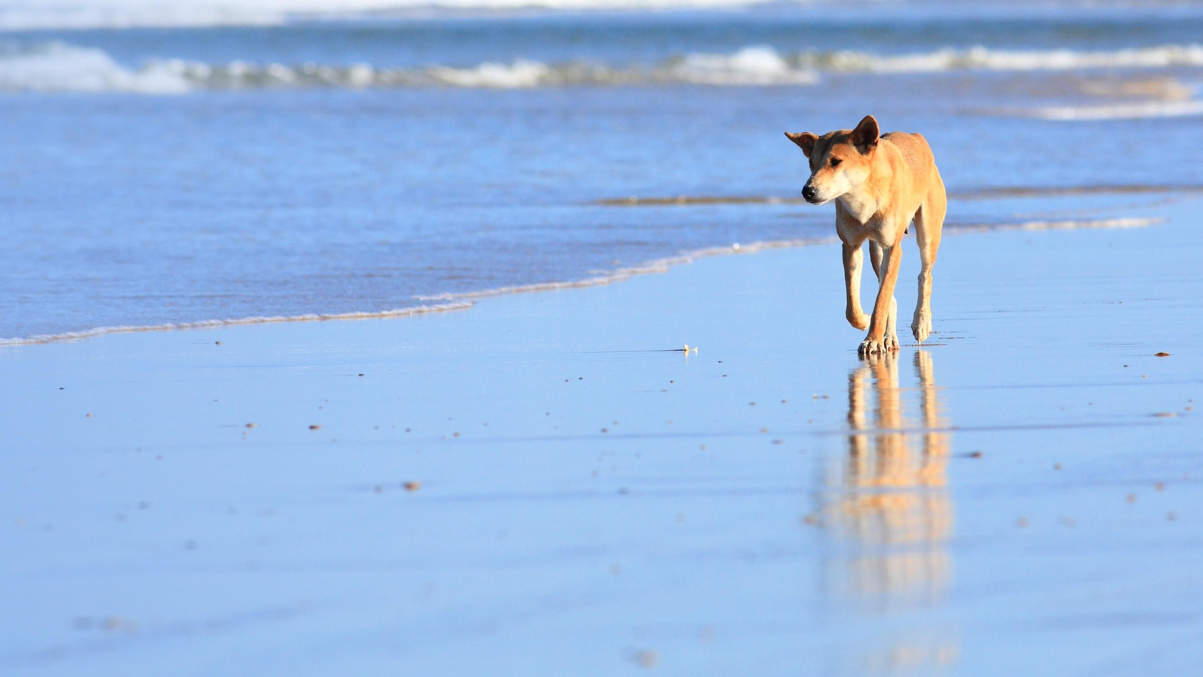 Dingos - Australiens wilde Hunde