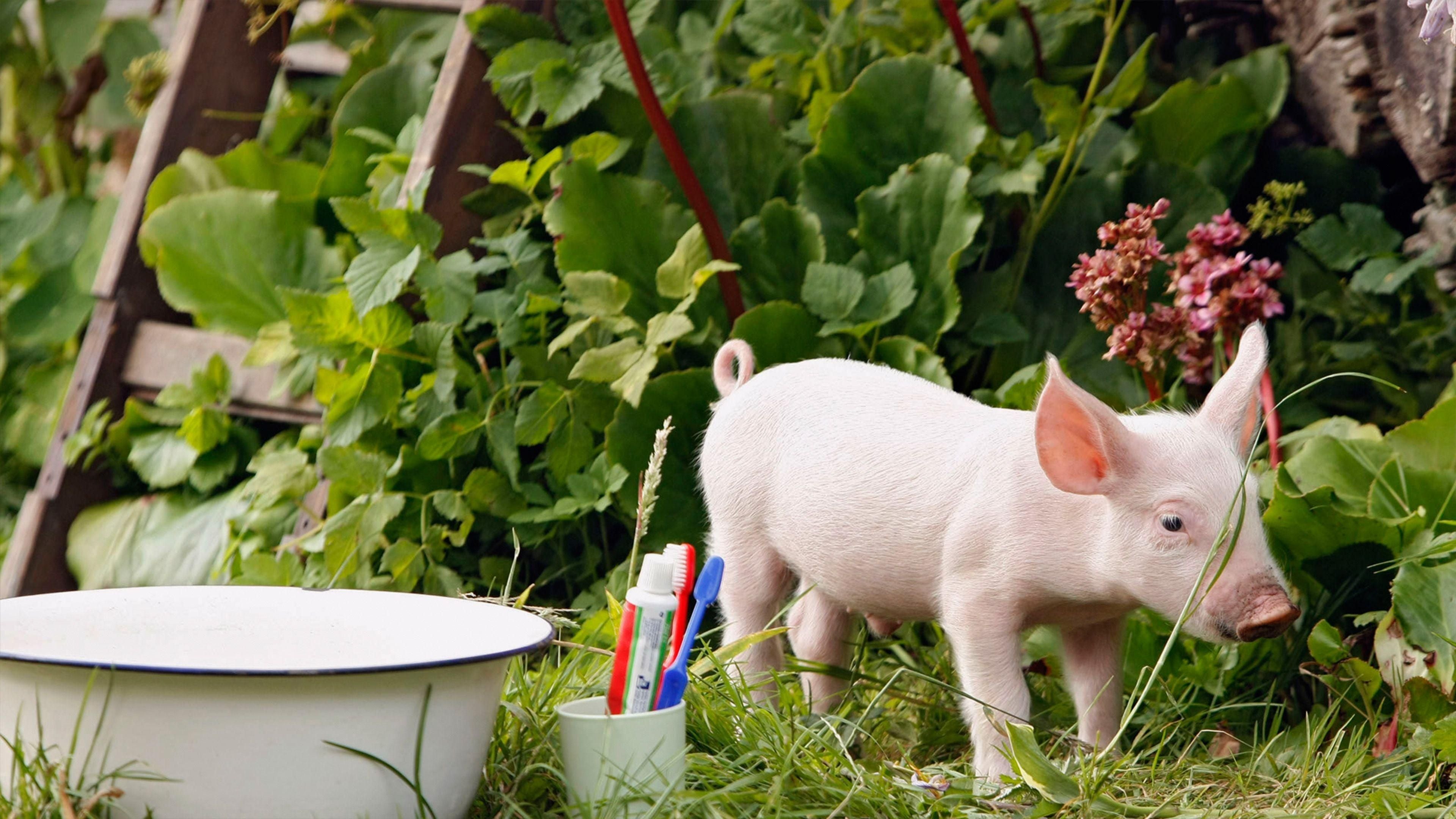 Rennschwein Rudi Rüssel