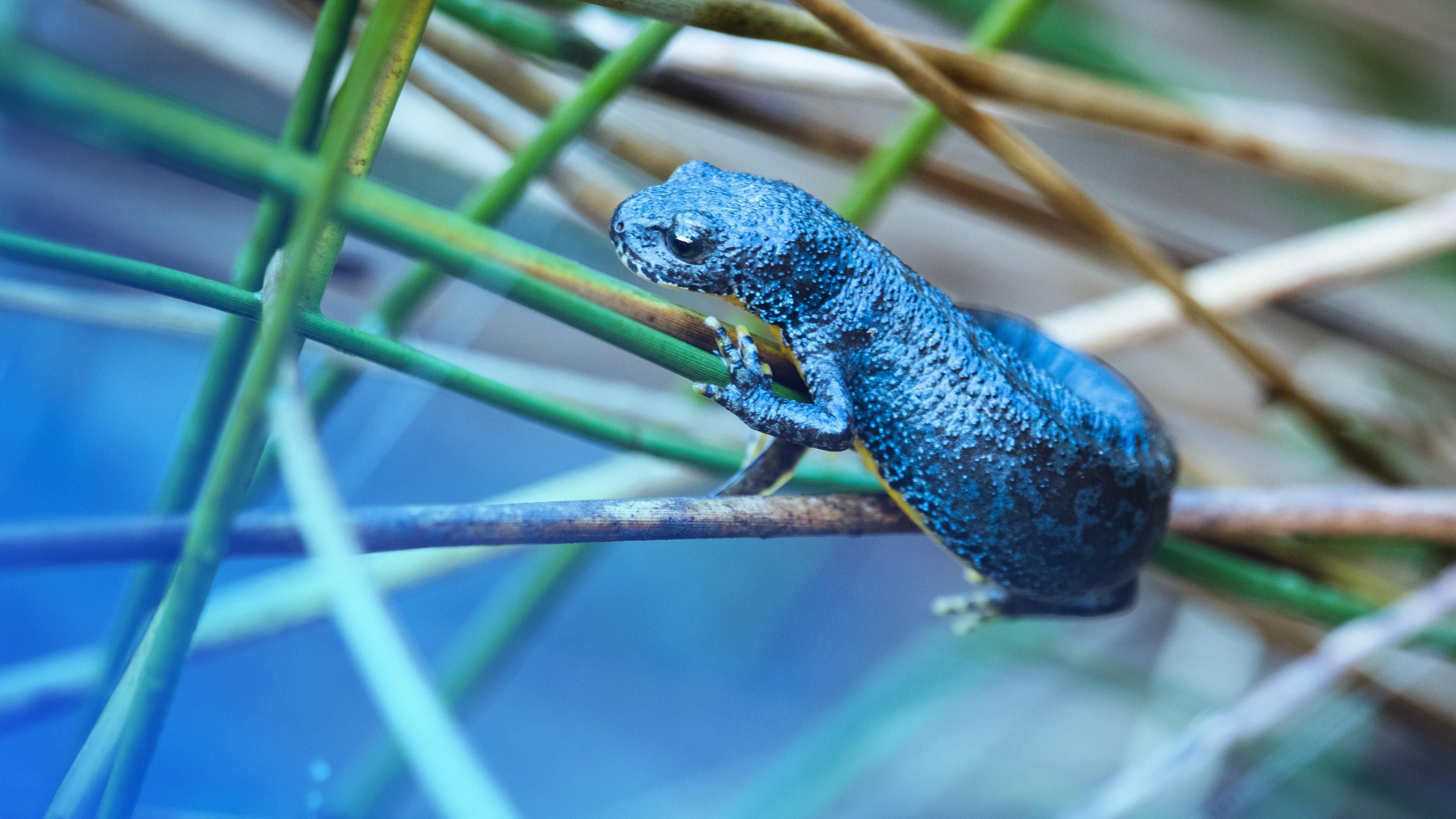 Tierische Superhelden