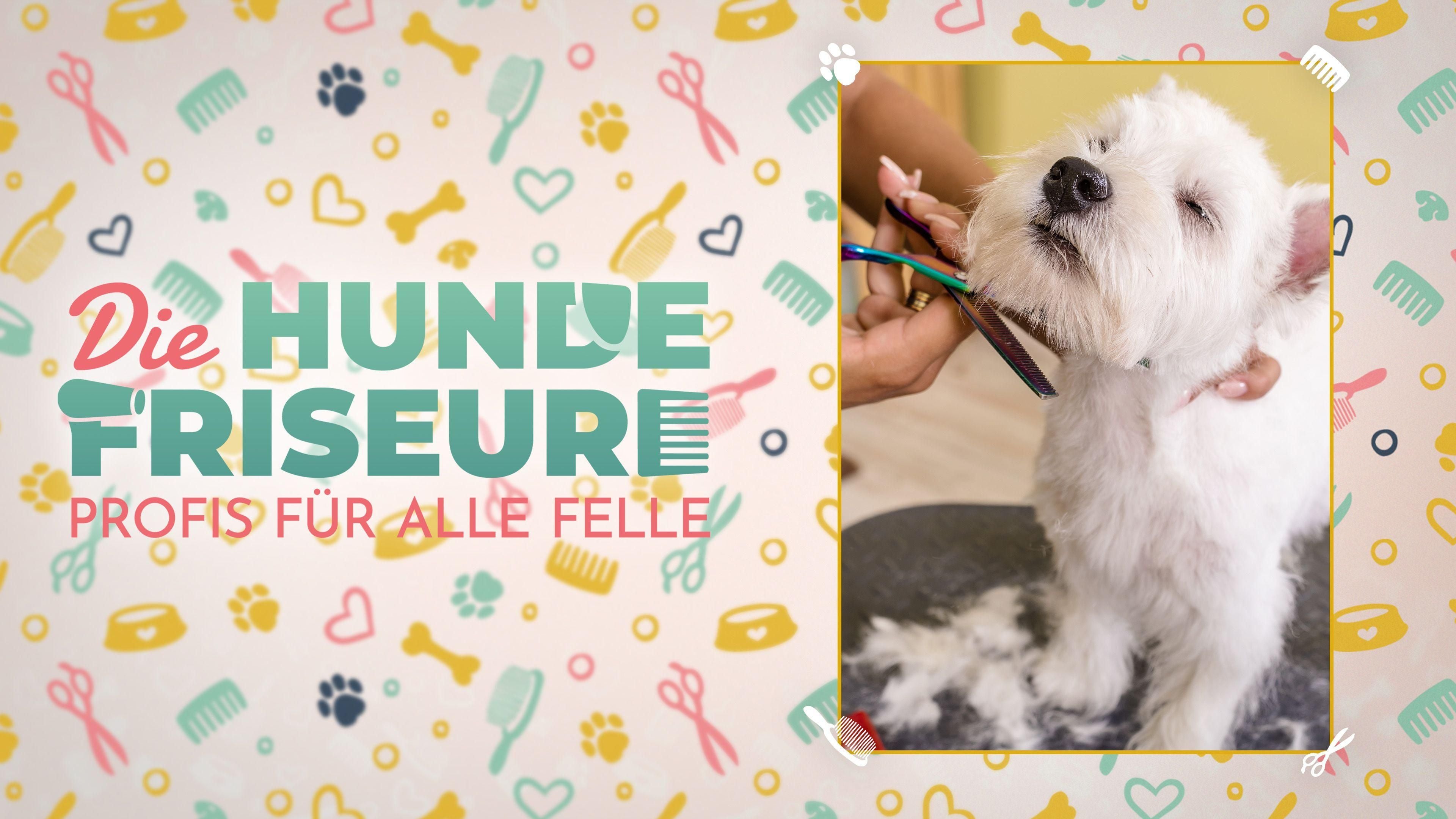 Die Hundefriseure